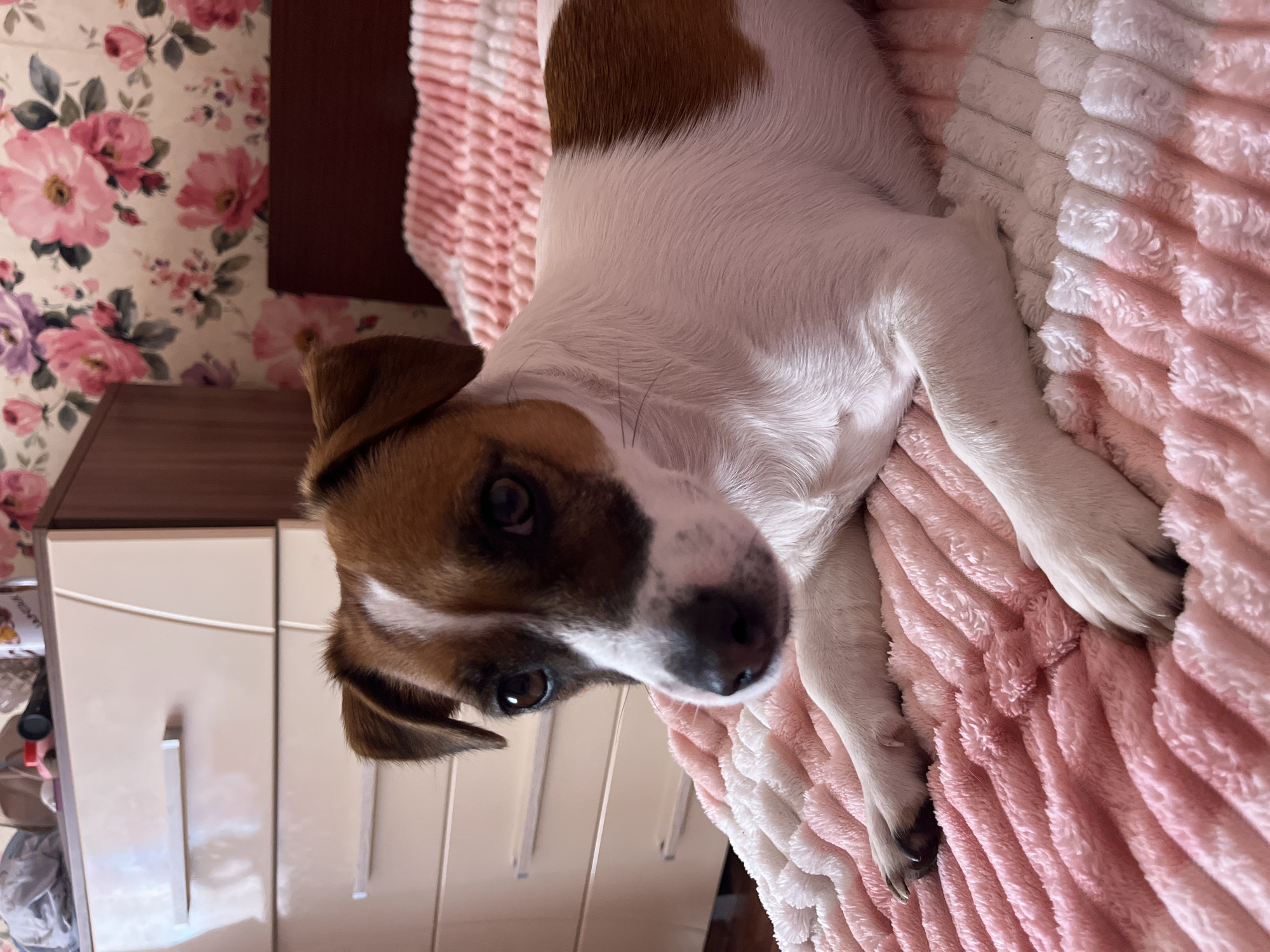 The image shows a Jack Russell Terrier lying on a pink and white fluffy blanket. The dog is facing the camera with its head tilted. Its eyes are brown and it has brown and white fur. The dog's ears are partially visible, one is brown and the other is mostly hidden. Behind the dog, there is a wall with floral wallpaper featuring pink and purple flowers. To the left of the dog, a light-colored cabinet with two doors and silver handles is visible. The overall setting appears to be indoors, possibly a bedroom, in a location context of совхоза "Россия", Russia. The lighting suggests it is daytime. The dog's expression is curious or alert. There is no visible text in the image.