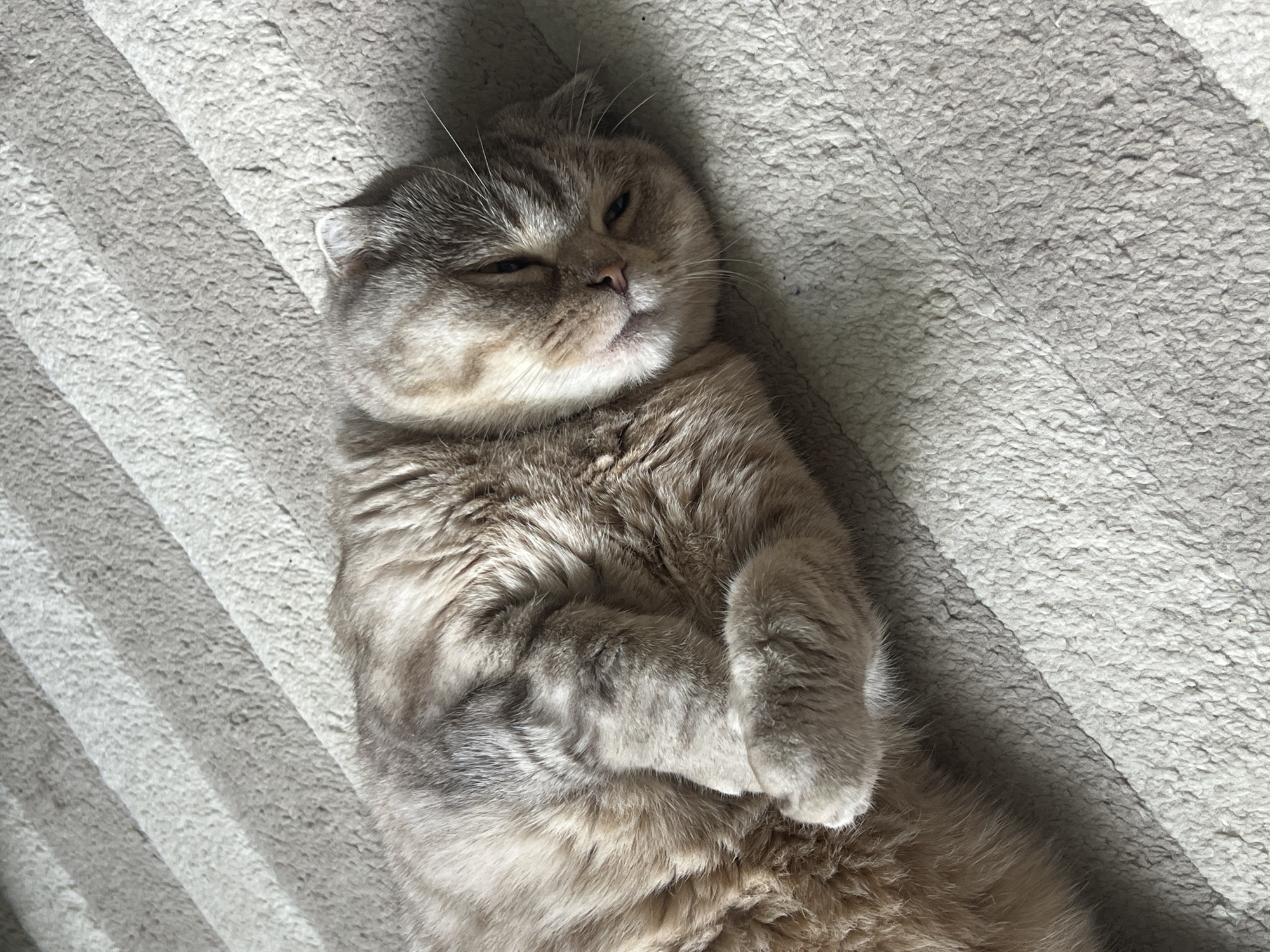 A Scottish Fold cat with grey and beige fur is lying on its back on a light-grey, ridged blanket. The cat's paws are crossed over its chest. The cat is positioned at a slight angle in the frame. No people are visible. The location is not determinable from the image.