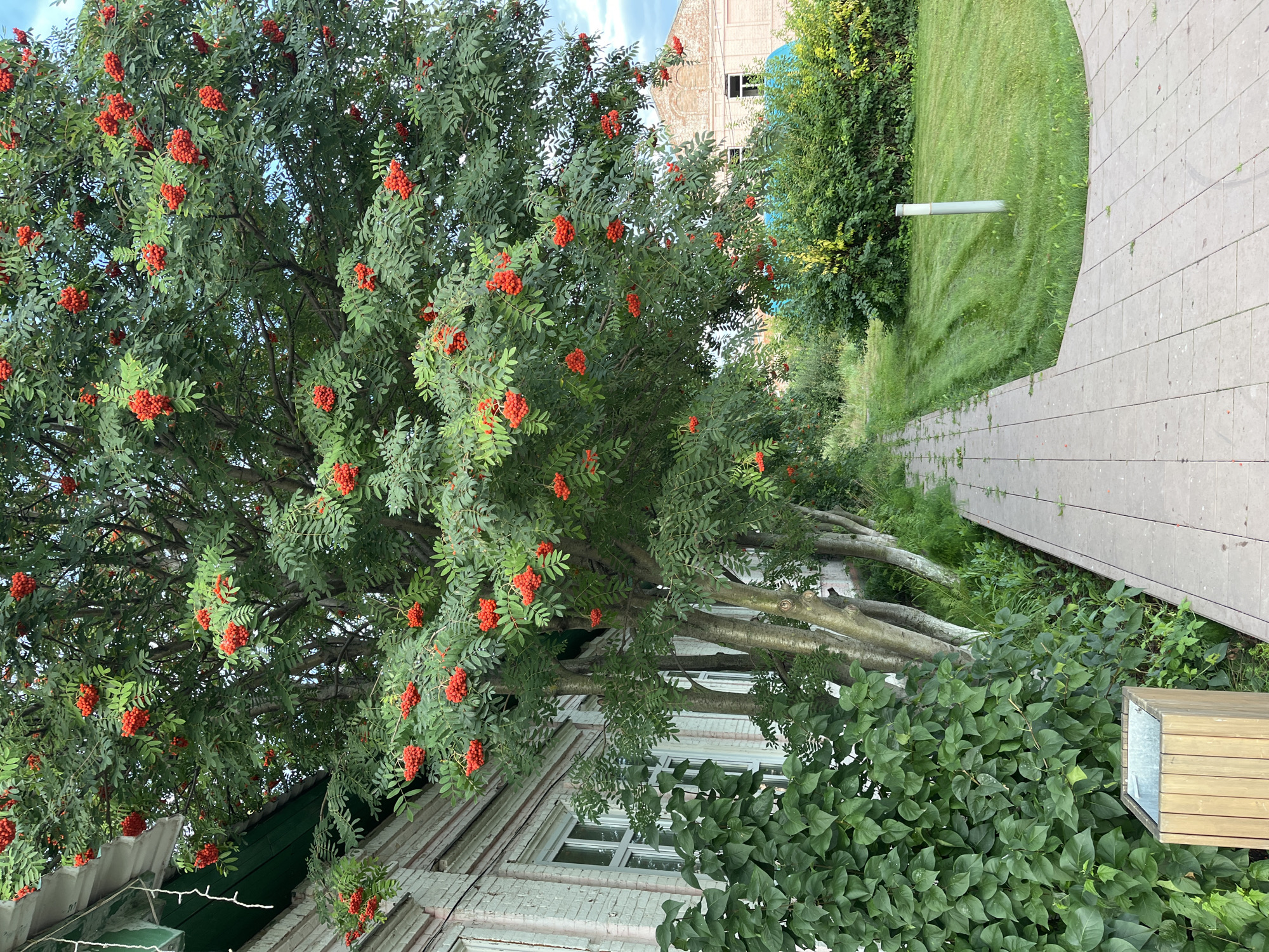 A rowan tree laden with bright red berries stands to the left of a paved pathway. The tree's branches overhang the pathway and extend towards a light-colored, weathered building with green trim. The building has several windows with white frames. To the left of the pathway and in front of the building, lush green bushes grow. The pathway itself is made of square concrete slabs and leads away from the viewer towards the right. Beyond the pathway and to the right, a neatly mown green lawn stretches out, with a small white post emerging from the grass. In the background, more dense green foliage and a building with a light pink facade and arched window details are visible. The sky is overcast with clouds. The scene appears to be an outdoor setting in a residential or park-like area. This image was taken in Blagoveshchensk, Russia.