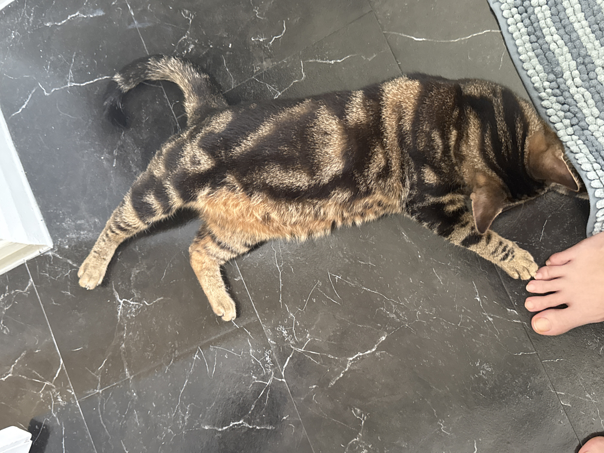 A tabby cat is lying on a dark, marbled tile floor. The cat is primarily brown and black, with a curled tail and outstretched legs. A human foot is partially visible near the cat's head, which is near a gray and white rug. The location appears to be indoors, likely a bathroom, but there is no information to suggest it is in Desborough, United Kingdom.