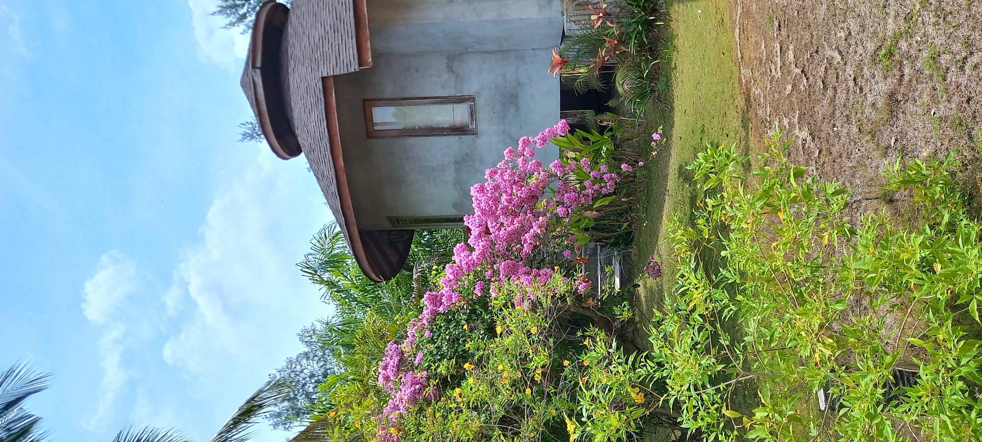 The image shows a building in Baan Chaloklum, Thailand, with a curved brown roof and a concrete wall featuring a rectangular window. Lush greenery surrounds the building, including vibrant pink flowers and various green plants. In the background, the sky is visible with scattered clouds. To the right of the building, there is a patch of dry, brown ground adjacent to the green lawn.