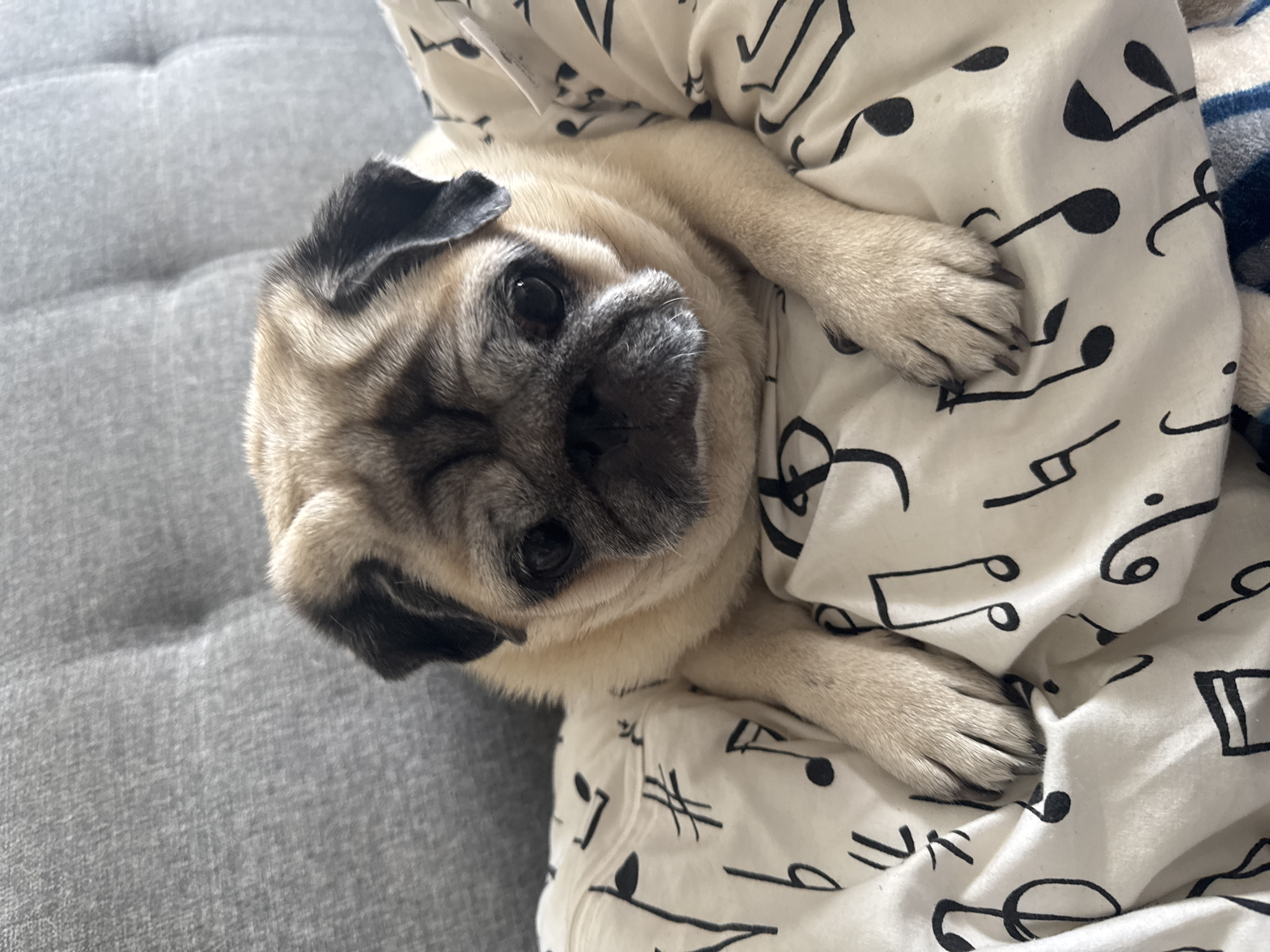 A pug rests on a white blanket with black musical notes. The pug's head is slightly tilted, and its eyes are looking forward. The background is a blurred gray sofa. The image is taken indoors in Bishkek City, Kyrgyzstan.