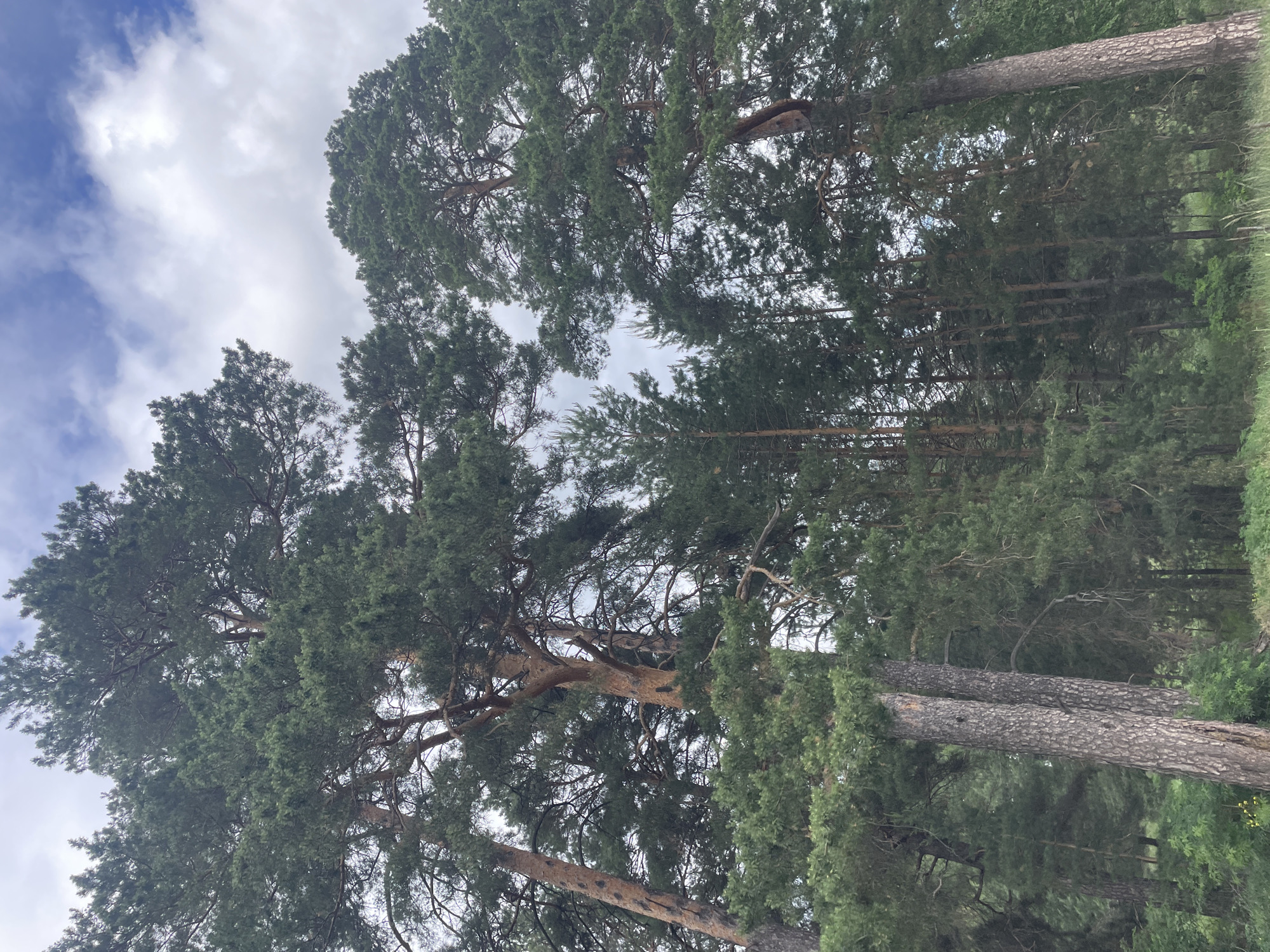 The image depicts a dense pine forest in Vasilevka, Russia, viewed from a low upward angle. Tall coniferous trees dominate the frame, featuring textured, light brown to reddish-brown trunks and a thick canopy of dark green, needle-like foliage. The sky is visible through and above the tree branches, showing a mix of blue patches and scattered white cumulus clouds. In the foreground, particularly towards the bottom, there is an undergrowth of green shrubs, grasses, and smaller plants. No individuals, animals, or man-made objects are present. The lighting indicates daytime, with natural illumination diffused by cloud cover and filtered through the tree canopy.