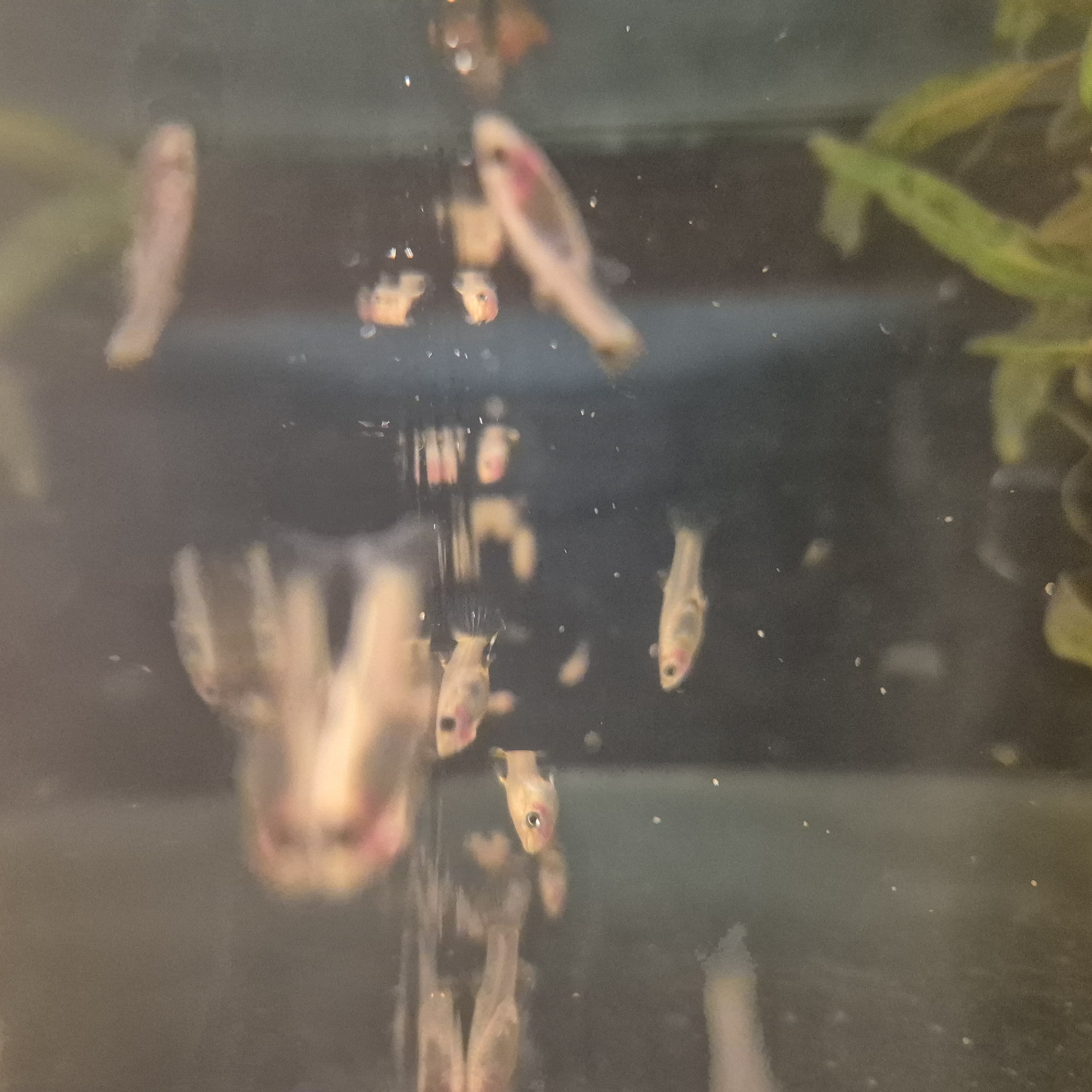 The image depicts an aquarium containing several small fish, likely guppies, swimming in murky water. The fish vary in color, with some appearing pale yellow and others having pinkish hues, particularly around their gills. Their bodies are elongated, and their fins are visible. Some fish are in focus, showcasing their eyes and subtle markings, while others are blurred due to movement or being out of the focal plane. The water contains numerous small white specks, possibly food particles or debris. Aquatic plants, appearing green and slightly out of focus, are visible at the bottom and in the background, suggesting a planted aquarium environment. The lighting is dim, creating reflections on the water's surface and casting shadows. There are no people or any context to suggest a specific location within the city of Liski, Russia. The scene is entirely contained within the aquarium.