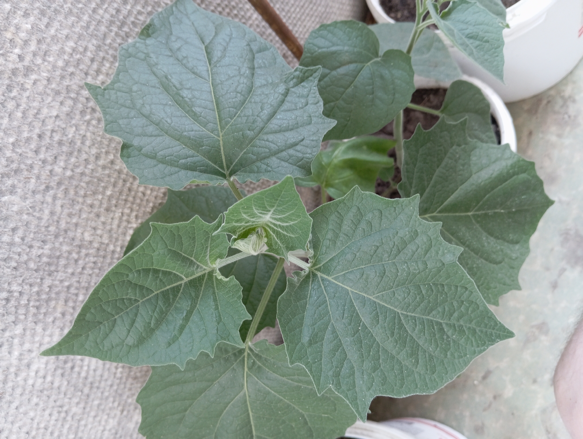 A close-up, overhead shot shows a green leafy plant with large, lobed leaves. The leaves are textured with prominent veins and have serrated edges. The plant appears to be growing in a white pot, partially visible at the bottom and right of the frame. The background consists of a textured grey surface, possibly a wall or fence, with a hint of the ground or pavement below. There are no people visible in the image, and no specific actions are taking place. The scene is outdoors, likely in a domestic setting, within the city of Chortkiv, Ukraine.