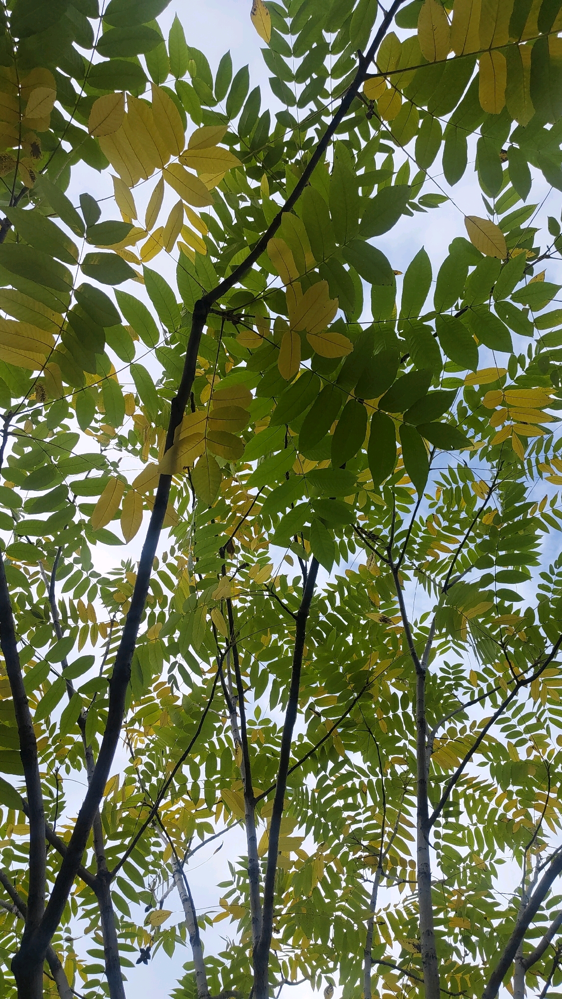 This is a low-angle, full-frame shot of a tree canopy against a bright, overcast sky. The tree has compound leaves, with many leaflets arranged along a central stem. Some of the leaves are green, while others are transitioning to yellow, suggesting the onset of autumn. The branches are dark brown and appear relatively smooth. The sky is a uniform pale blue-grey, with no discernible clouds or sun. There are no people or man-made objects visible in the frame. The scene is characteristic of a park or natural area within a city, likely in Krasnoyarsk, Russia, given the information provided. The composition is dominated by the foliage and branches, with the sky serving as a backdrop.