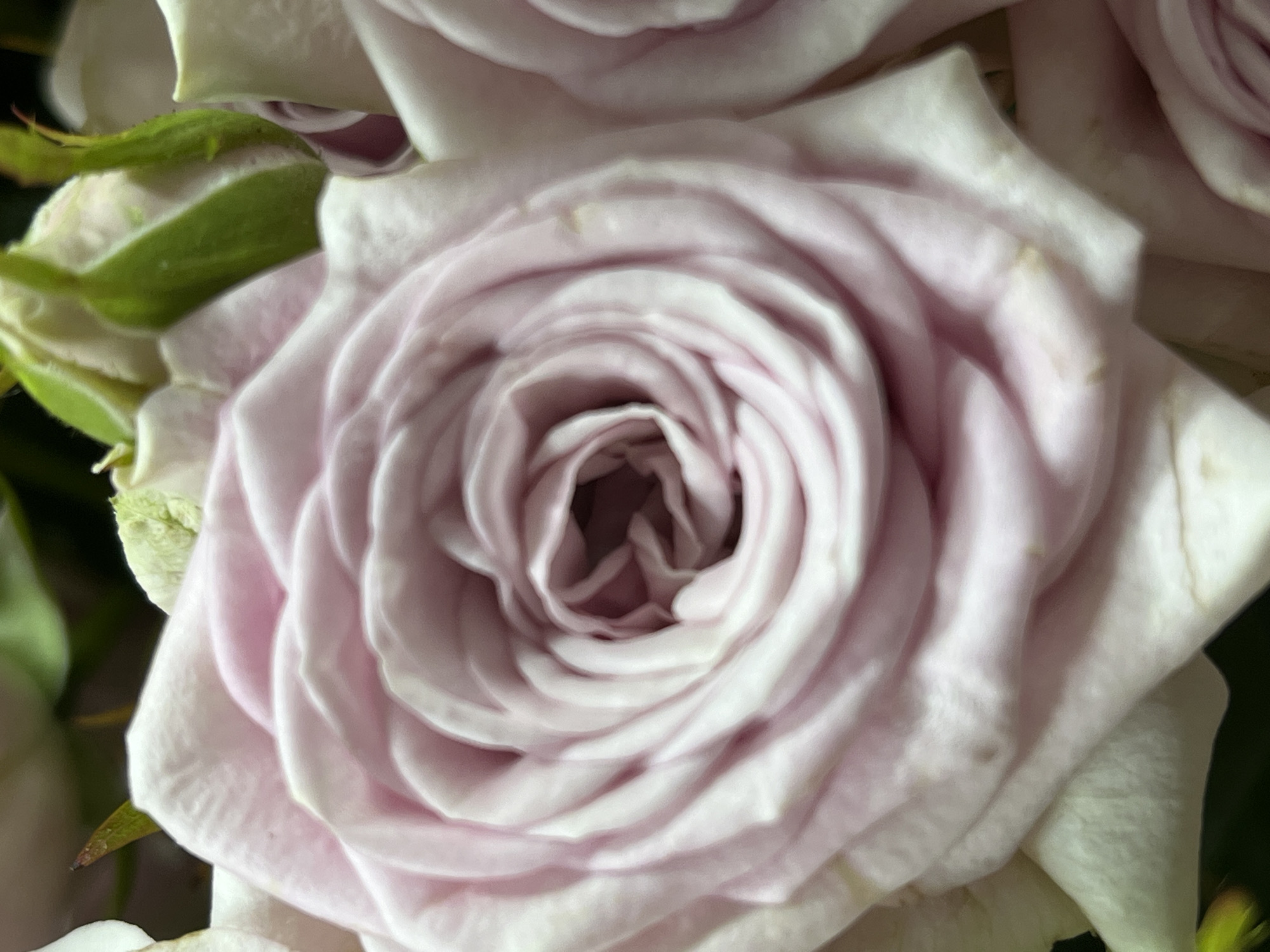 A close-up, shallow depth-of-field photograph shows the delicate petals of a pale pink rose. The rose is the central subject, filling most of the frame, with its tightly curled center and gently unfurling outer petals. The lighting highlights the soft texture and subtle variations in the pink hues of the petals, with some areas appearing almost white where the light catches them. The background is blurred, suggesting other roses or foliage, with hints of green and darker tones that provide contrast. The image is abstract and focuses purely on the botanical beauty of the flower.
