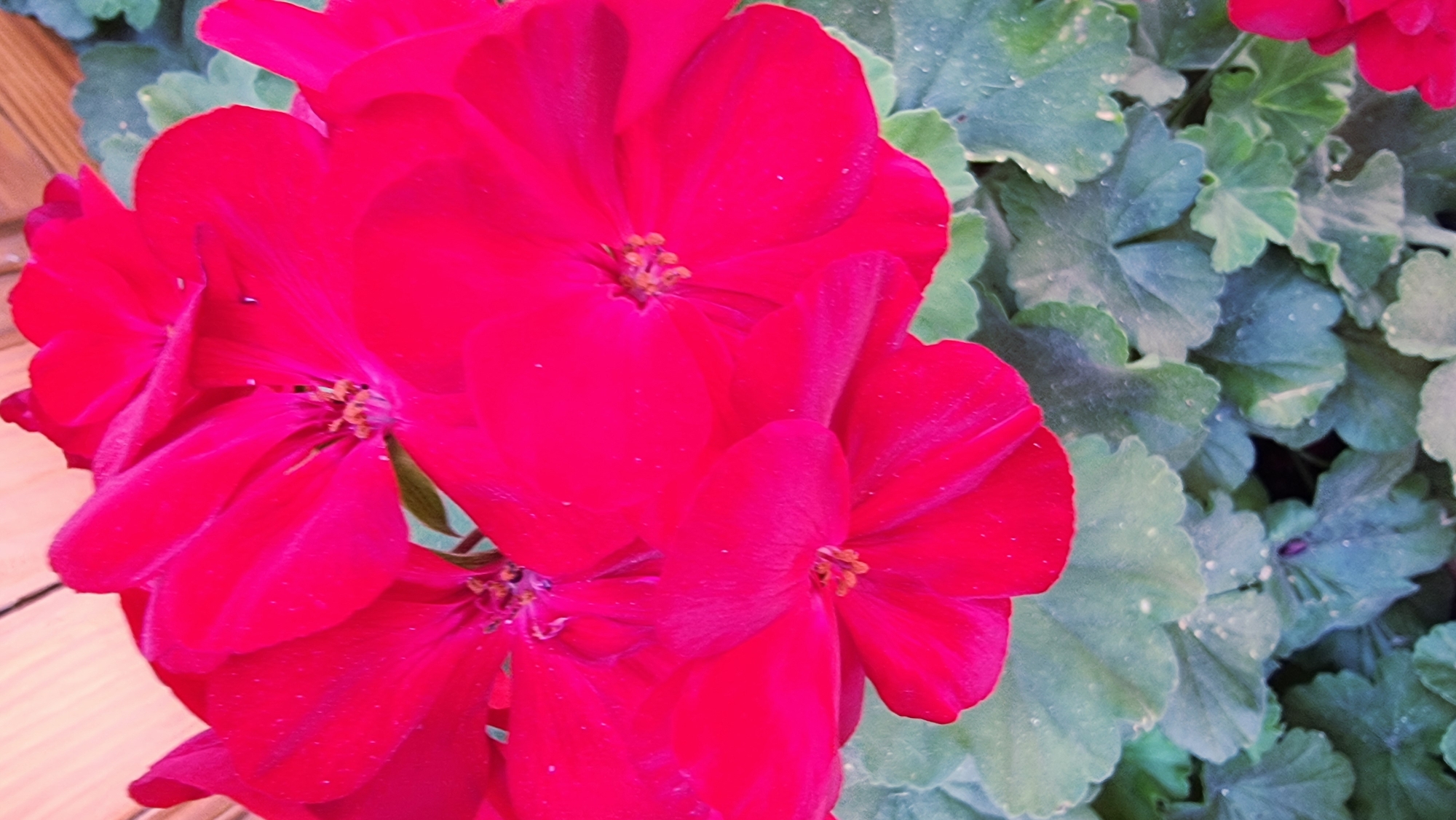 A close-up, overhead, eye-level shot captures a cluster of vibrant pink geranium flowers, their petals velvety and slightly unfocused. The flowers dominate the frame, with their centers showing delicate stamen. Below the blossoms, a backdrop of lush, green, lobed leaves, some with water droplets, provides a natural contrast. The scene is set outdoors, possibly in a garden or balcony setting in Rupit, Spain, hinted at by the presence of a wooden plank in the upper background. There are no people or animals in the image.