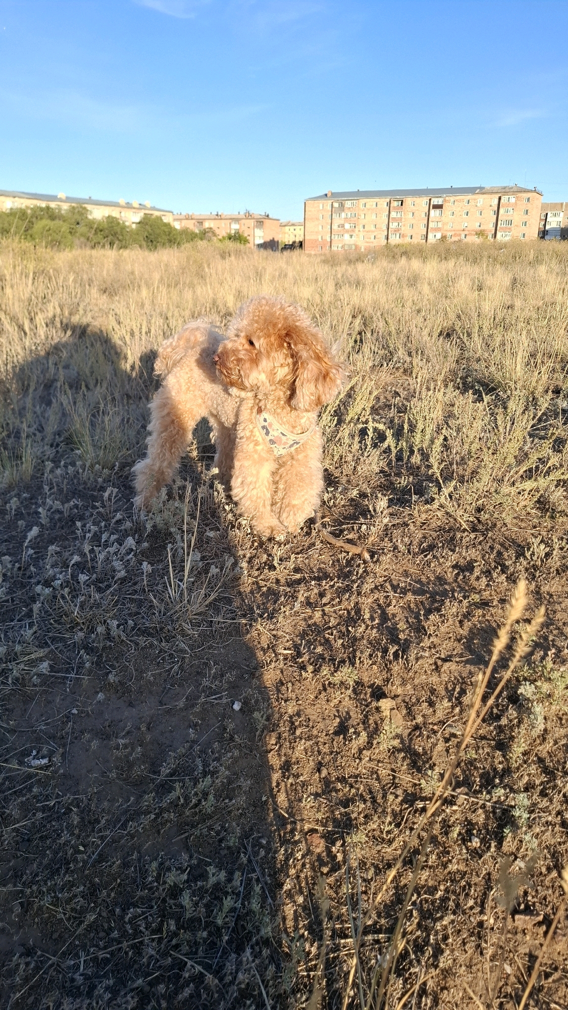 A light brown poodle stands in dry grass under a clear blue sky. Buildings and trees are visible in the background. The poodle is wearing a patterned bandana. The scene appears to be in an open field or park.