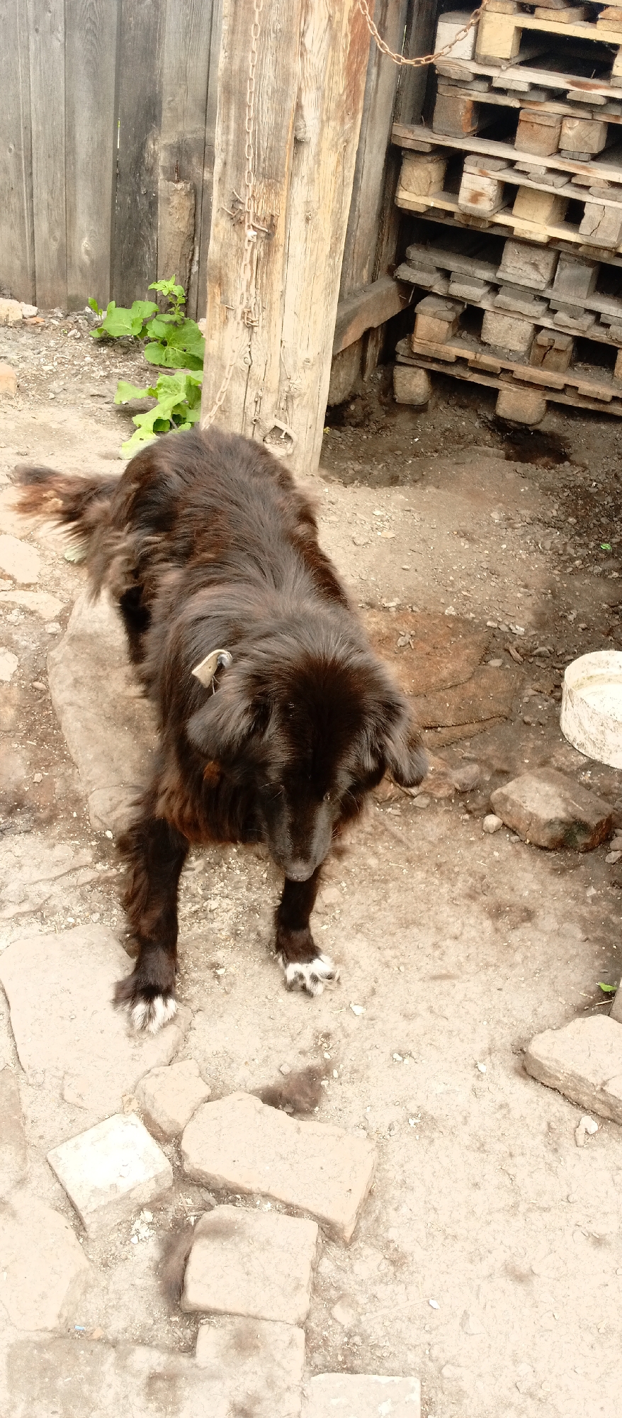 A medium shot, high-angle, outdoor photograph captures a dark-haired, long-haired dog standing on rough, uneven ground in Nazarovo, Russia. The dog is predominantly dark brown with some lighter brown highlights, and has white markings on its paws. Its fur is somewhat shaggy, particularly around its tail and hindquarters. The dog is wearing a light-colored tag on a chain around its neck, partially obscured by its fur.
The dog is positioned in the center-left of the frame, facing downwards and slightly to the right. Behind the dog, a weathered wooden fence made of vertical planks stretches across the background. To the right of the fence, a stack of wooden pallets is visible, piled high and appearing somewhat disheveled. The ground is a mixture of dirt, small stones, and flat, irregular-shaped stones or concrete slabs. In the lower-left quadrant, several of these flat stones are arranged. A few sprigs of green vegetation are growing near the base of the wooden fence on the left. To the far right, a white ceramic basin or bowl is partially visible, resting on the ground. The overall scene suggests a rural or backyard environment, possibly a yard or an area behind a building. The lighting is natural and somewhat overcast, casting soft shadows.