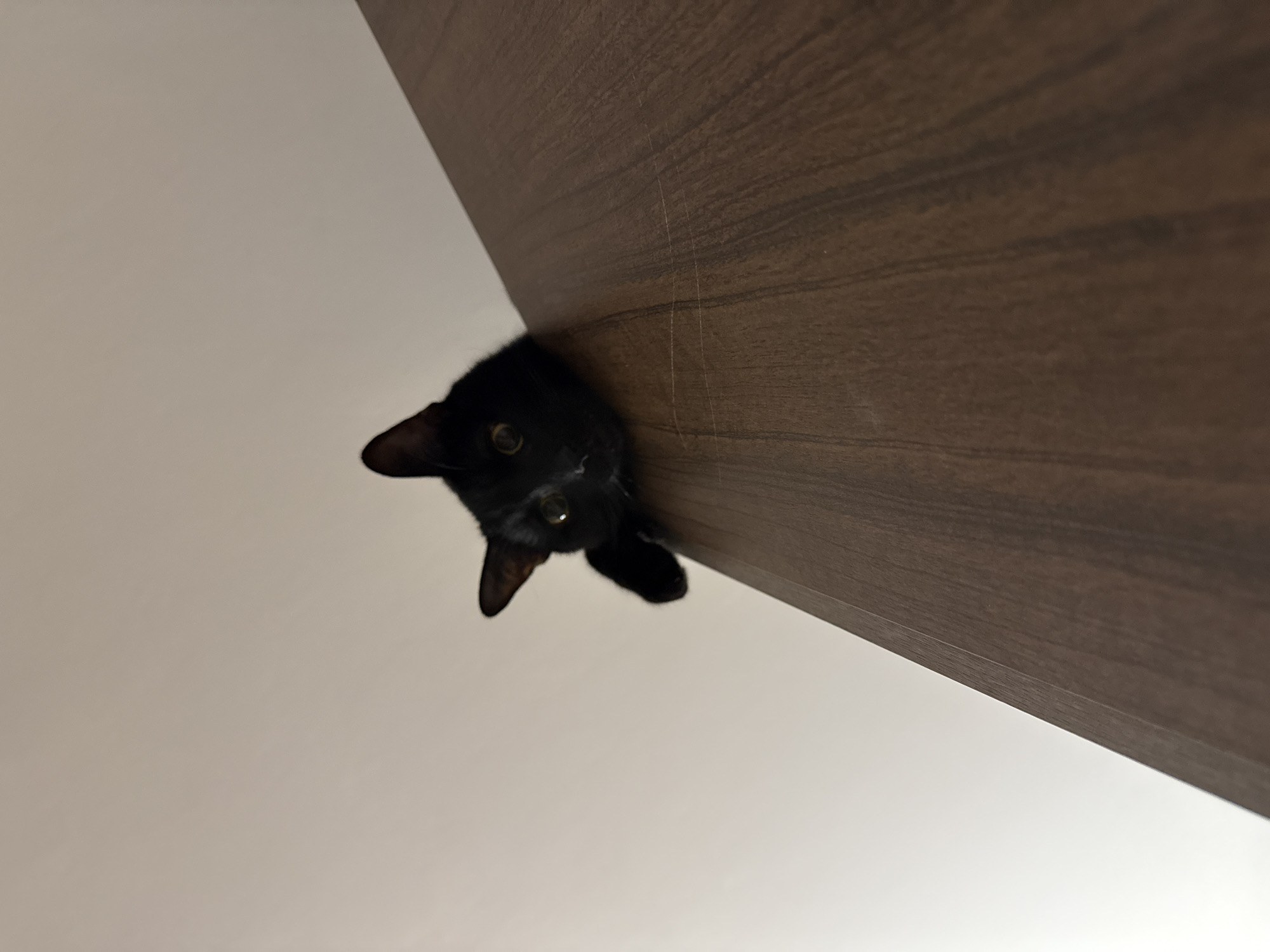 A black cat peeks down from a brown, flat, horizontal surface (likely a shelf or the underside of a cabinet). The cat is positioned towards the upper left of the frame, and the surface stretches diagonally across the upper right quadrant. The background is a light, neutral color, likely a wall or ceiling. The image is taken from a low-angle perspective, looking upwards towards the cat. There is no information in the image that can identify its location as the city of Khimki, Russia.