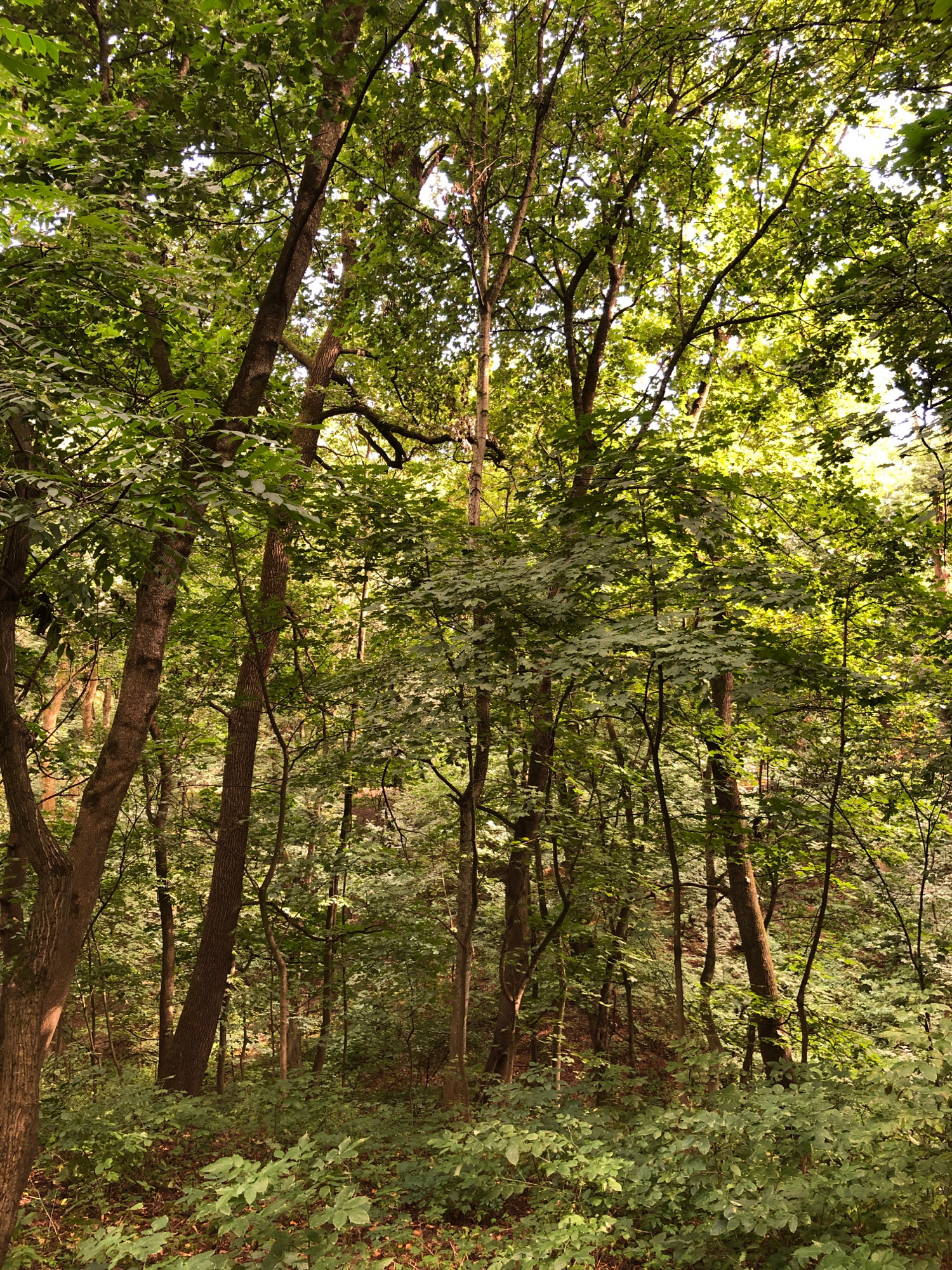 A dense forest scene in Lviv, Ukraine, featuring numerous trees with lush green foliage. The sunlight filters through the canopy, creating dappled light on the forest floor, which is covered with undergrowth and fallen leaves. The trees vary in size and trunk thickness, with some appearing older and thicker, while others are more slender. The overall impression is one of a natural, undeveloped woodland area. No people or animals are visible in the image.