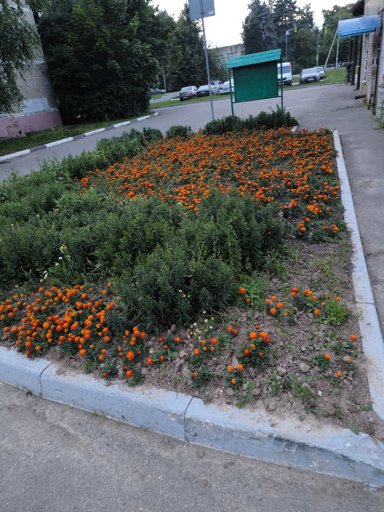The image depicts a flowerbed filled with vibrant orange marigolds and lush green bushes, bordered by a concrete curb. In the background, a street is visible with several parked cars, a white van, and a bicyclist. A green information board stands near the road, and a building with a blue awning is also present. The scene appears to be set in a residential or public area, possibly in Gal’chino, Russia, given the location context. The lighting suggests it is daytime, likely late afternoon or early evening, with soft, diffused light. The overall atmosphere is serene and domestic, highlighting the beauty of nature within an urban environment. No visible text is present in the image.