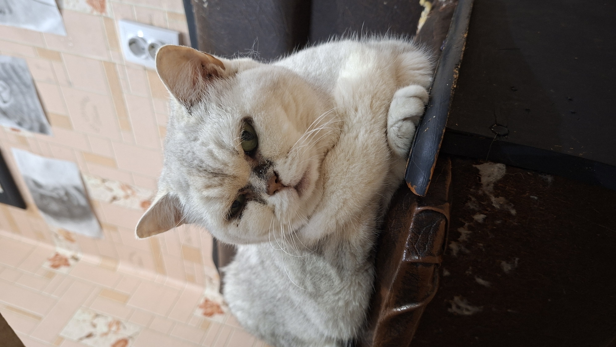 A light gray cat with green eyes and light brown markings on its face is lying on a dark brown, possibly leather, surface. The cat is looking towards the right of the frame with its left eye partially closed and its right eye open. The cat's paws are crossed in front of it. The background consists of a tiled wall with a pinkish-beige hue and some framed pictures hanging on it. There is also a white electrical outlet on the wall. The overall setting appears to be indoors, possibly in a residential dwelling. The specific location in the city of Myadzyel, Belarus, cannot be determined from the image alone.