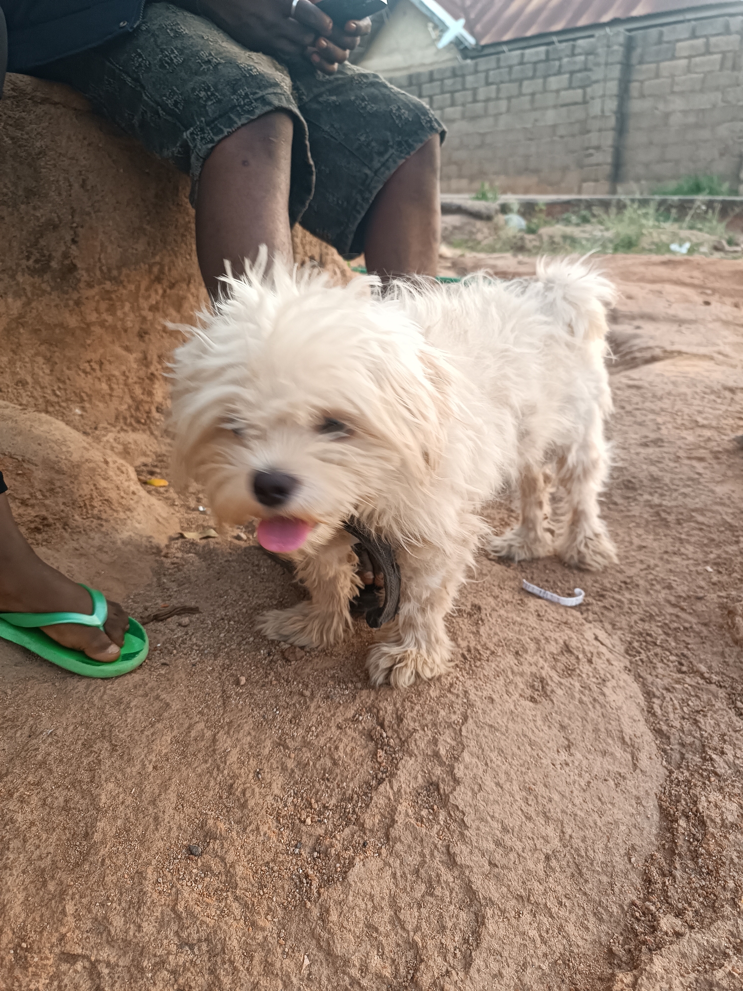 A tan Maltese dog, with its pink tongue visible, stands on reddish-brown soil, next to a person wearing green flip-flops. Another person wearing dark shorts sits on a dirt mound in the background, holding a mobile phone. The setting appears to be outdoors, possibly near a construction site or unfinished structure, as evidenced by the cinder block wall and corrugated metal roof in the background. Based on the overall context, the location is likely in Jos, Nigeria.