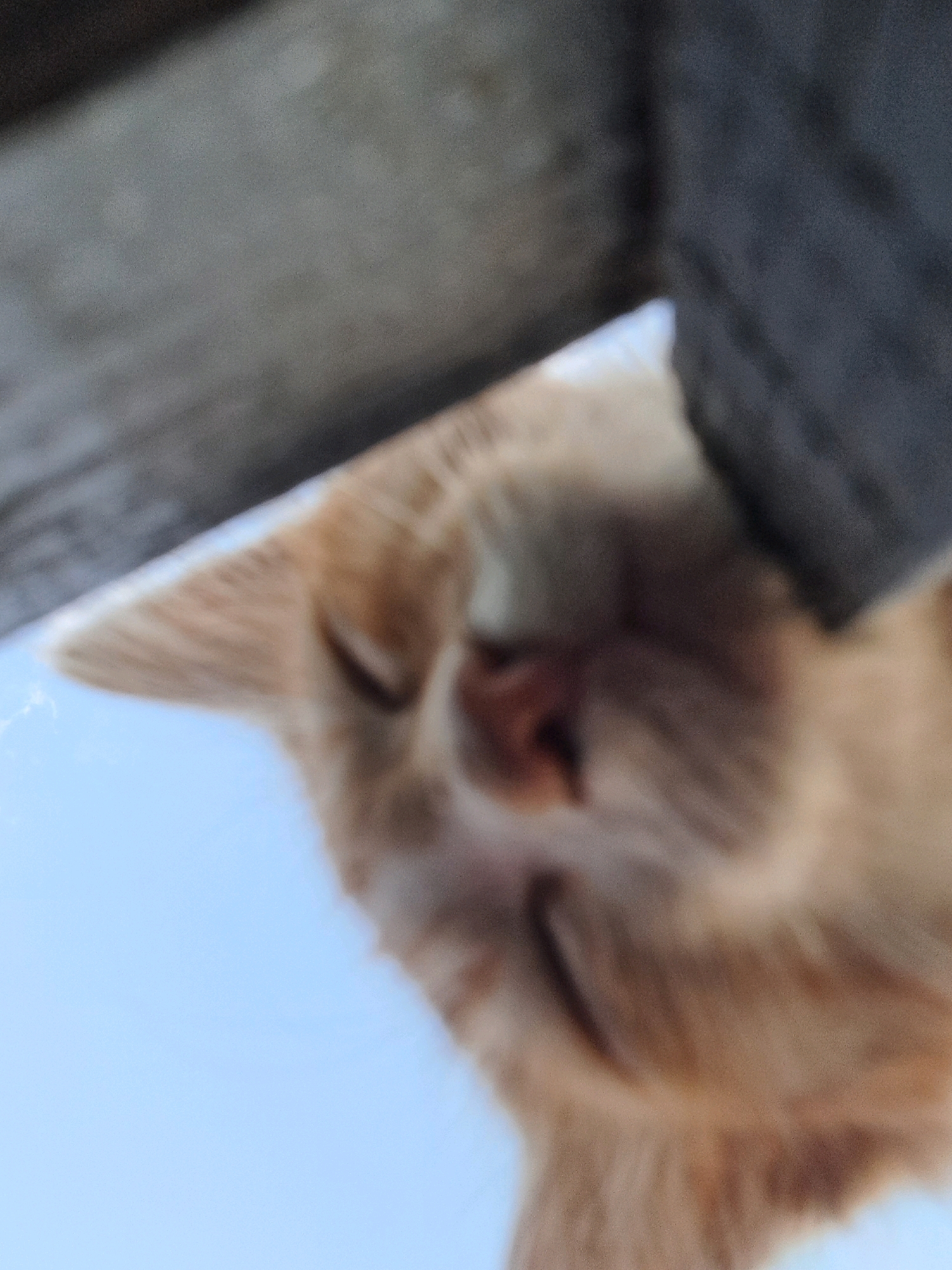 An extreme close-up, low-angle shot captures the face of an orange cat looking down from a slight overhang. The cat's fur is a soft orange, and its eyes are visible, though slightly out of focus. The background is a bright, clear blue sky, suggesting an outdoor setting. A dark, textured surface, possibly wood or metal, partially obscures the top of the frame, providing the overhang from which the cat is peering. The overall impression is of a casual, domestic scene. There is no indication of the location being in Vypasne, Ukraine.