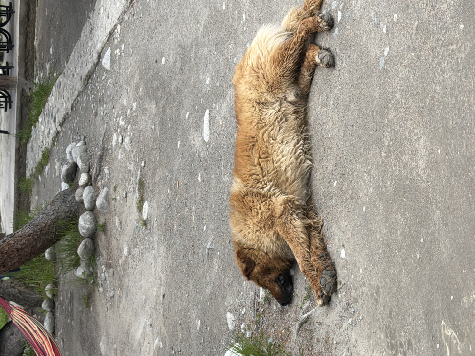 An adult, medium-sized, long-haired, light brown dog is lying on its side on a gravelly surface. The dog's eyes are closed, and its head is resting on the ground. The dog's legs are splayed out. The environment appears to be outdoors, with a tree and some grass visible in the background. There are also some rocks scattered on the ground. The scene suggests a peaceful moment of rest for the animal in a natural or semi-natural setting.