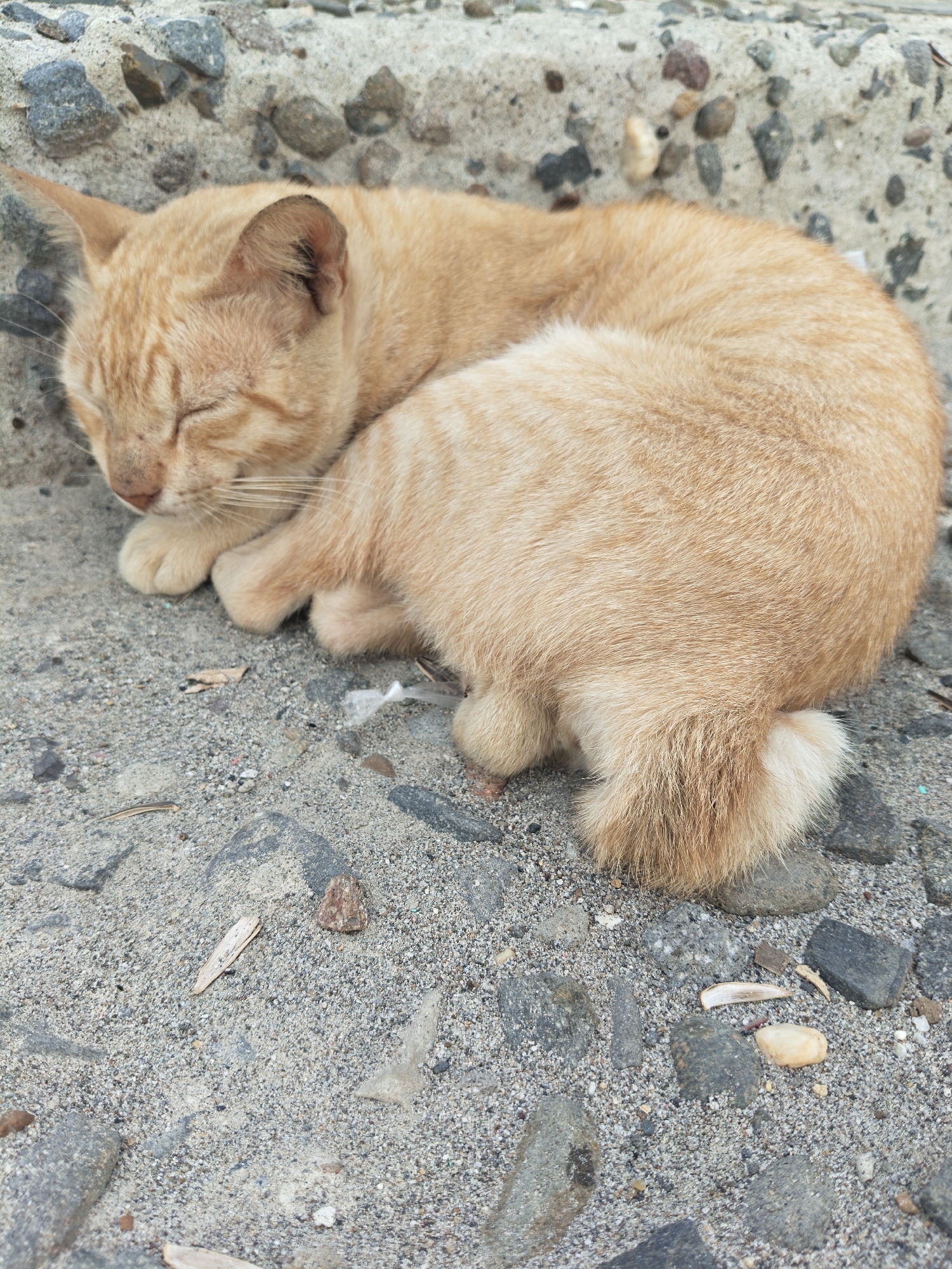 A ginger tabby cat is sleeping curled up on a sandy, gravelly surface next to a concrete step. The cat's eyes are closed, and its paws are tucked beneath its head. The surrounding environment appears to be an outdoor urban setting, possibly a street or sidewalk in Lhokseumawe, Indonesia. The ground is composed of coarse sand and small stones, with a few pieces of dried vegetation scattered about. The concrete step is visible at the top of the image, with larger stones embedded in its surface. The lighting suggests it is daytime.