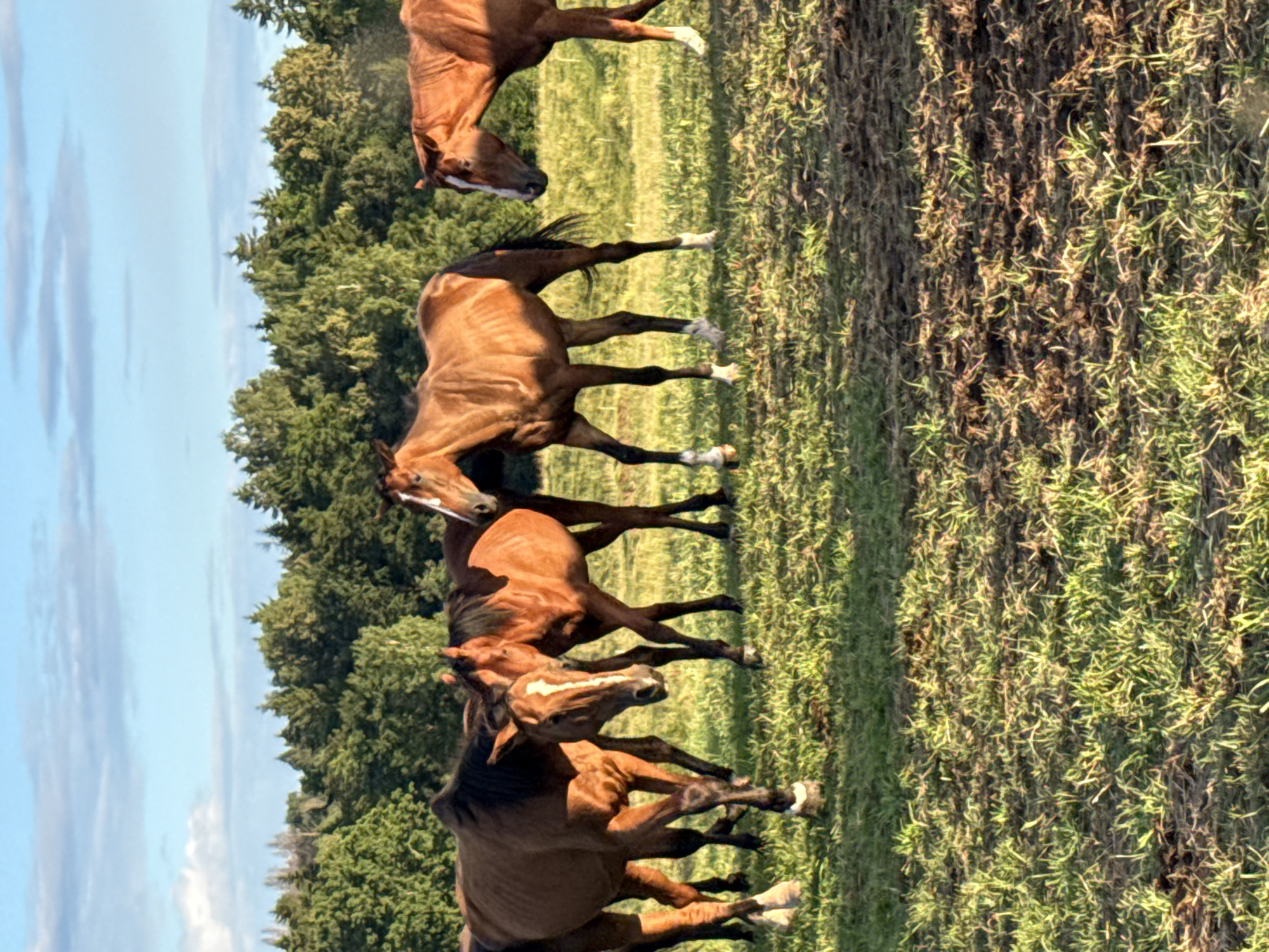 A group of six brown horses stand in a grassy field, with a dense forest line in the background under a partly cloudy blue sky. The horses are positioned at various angles, with some facing the camera and others turned away. They appear to be in a natural, rural setting. The image captures a serene moment in a pastoral landscape.