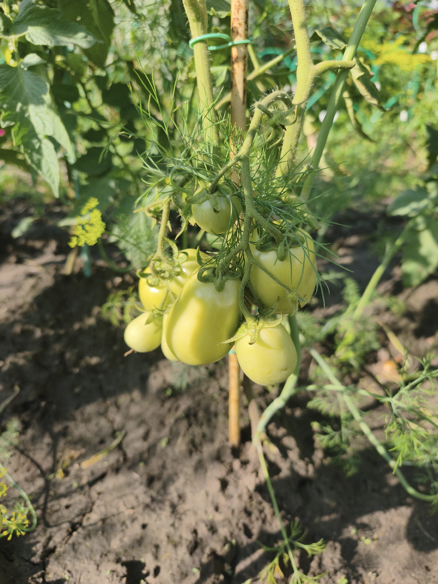 In the city of Vyazki, Russia, this image captures a close-up view of a tomato plant laden with unripe, green tomatoes. The tomatoes, varying in size and shape, hang from thin green stems adorned with feathery dill fronds. The plant is supported by a thin wooden stake wrapped with green garden twine. The background shows a blurred garden setting with dark soil, green foliage, and hints of yellow wildflowers. The lighting suggests a sunny day.