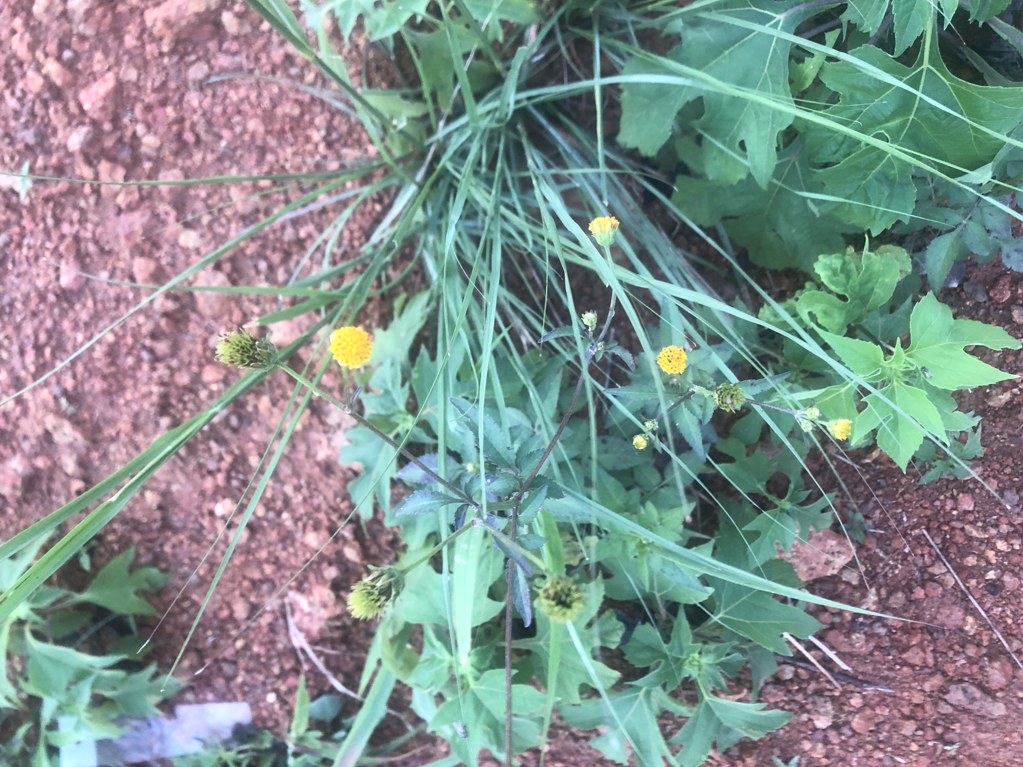 This is a close-up, eye-level shot of a patch of ground in Bar Jirgi Summa, Nigeria. The ground is covered in reddish-brown soil with small pebbles. Several plants with green leaves and thin stems are growing out of the soil. Some of the plants have small, yellow, daisy-like flowers, while others have closed buds that are green and spiky. The vegetation is dense in some areas and sparser in others, with thin blades of grass interspersed among the broader leaves. The lighting suggests it is daytime. There are no people or animals visible in the image.