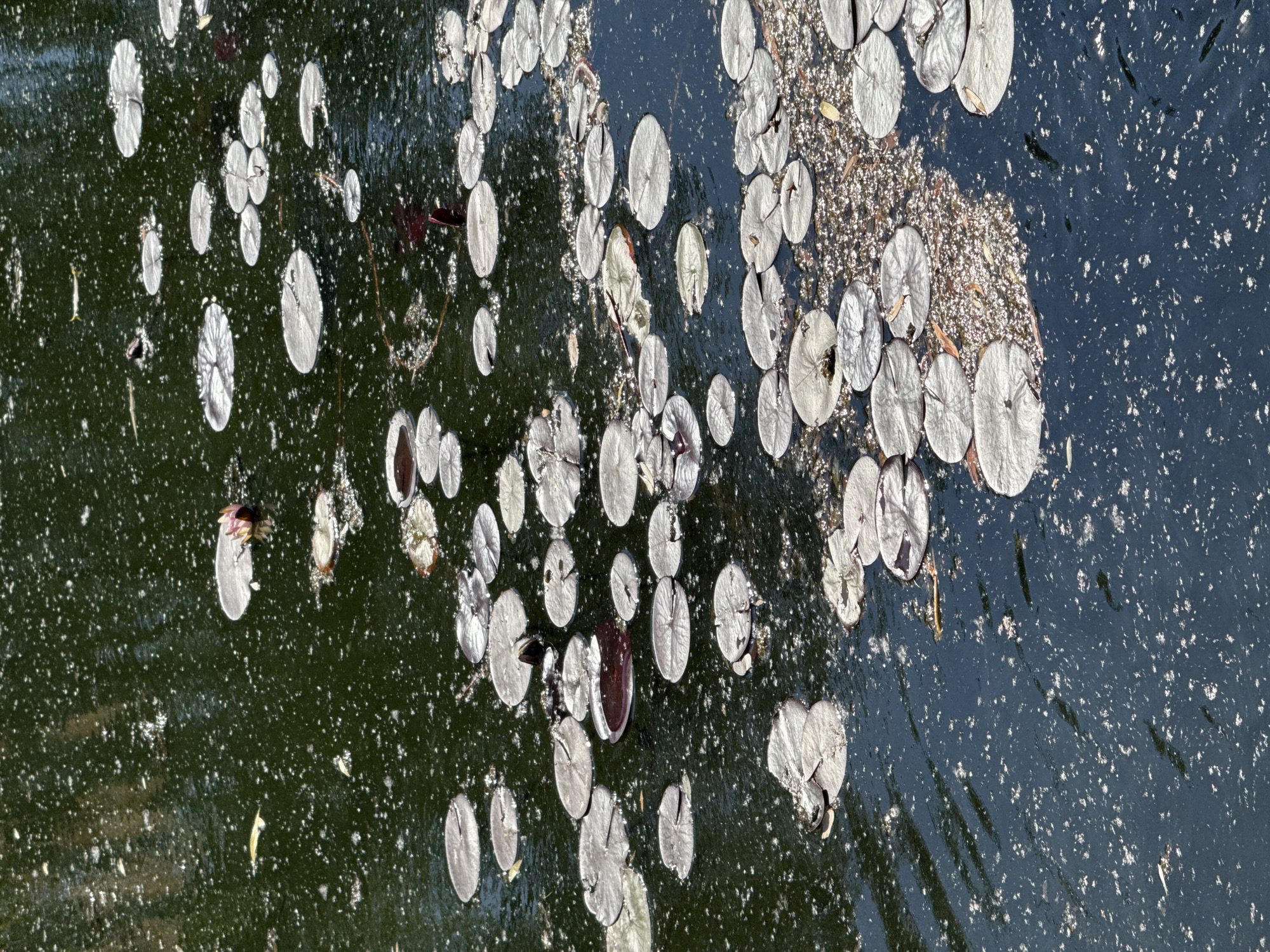 This is a photograph of a body of dark water covered with numerous lily pads. The water is murky and has a significant amount of debris floating on its surface, including what appears to be foam or small particles of organic matter. Some lily pads are light green or gray, with visible veins. There are also some darker, reddish-brown lily pads, possibly indicating a different variety or a different stage of decay. A single lily flower, pale pink in color, is visible on one of the lily pads in the upper right portion of the image. The overall scene suggests a natural or semi-natural aquatic environment. No specific location in Moscow, Russia can be determined from the image alone.