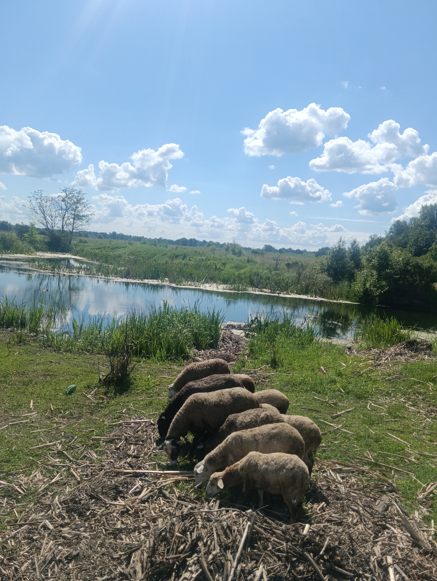 A flock of sheep grazes in a grassy field next to a calm body of water under a bright blue sky filled with fluffy white clouds. The sun is high in the sky, suggesting it is midday. The water, reflecting the sky and surrounding trees, appears still and somewhat murky. Tall reeds and grasses grow along the water's edge, transitioning into a more open, grassy field where the sheep are feeding. The ground in the foreground is covered with dry, fallen branches and straw, with patches of green grass. In the distance, a treeline stretches across the horizon, with a single, bare tree standing out in the middle ground. The overall scene is peaceful and pastoral, evoking a sense of a warm, sunny day in a rural landscape. No text is visible in the image.