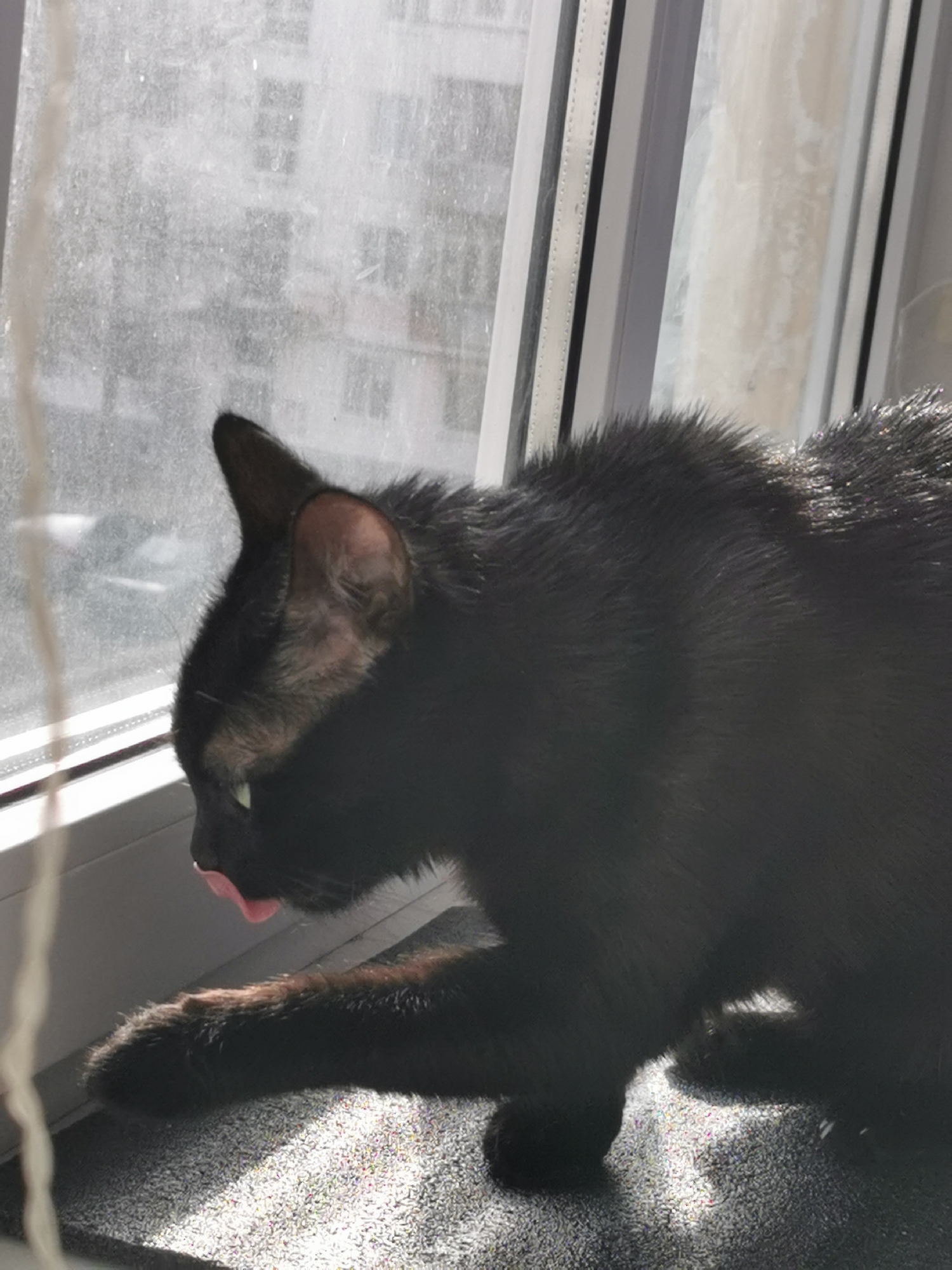 A black cat with its tongue sticking out sits on a gray surface in front of a window. The location appears to be a domestic setting. The window has a white frame and is translucent, allowing light to enter the room. The cat is the primary subject and is in the foreground. The background consists of the window and an ambiguous exterior view.