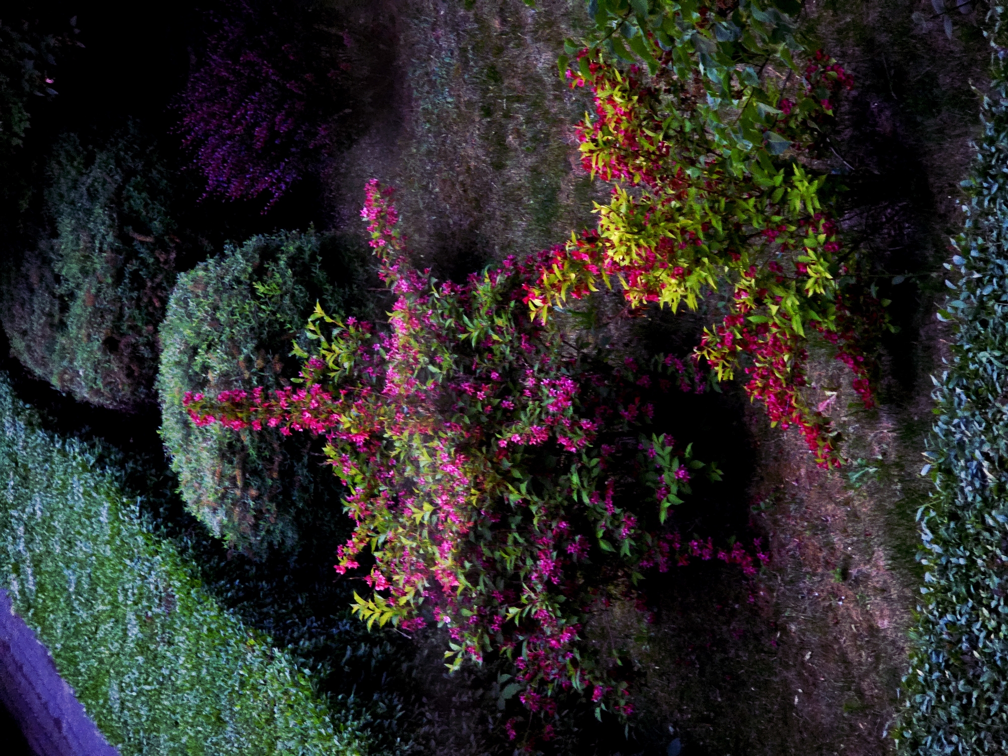 Captured from an elevated perspective, the image showcases a garden scene during the night. The garden is adorned with a variety of bushes, some of which feature vibrant pink and red flowers. The lighting in the scene is dim, creating shadows that obscure some details while highlighting others. The composition suggests a well-maintained or cultivated space.