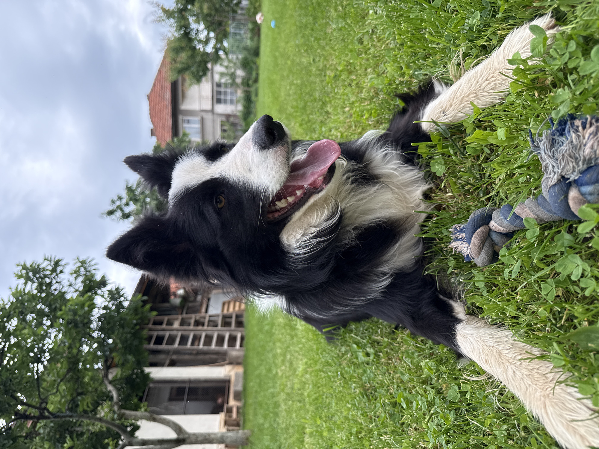 A black and white Border Collie dog is lying on its back in a grassy area. The dog is panting with its tongue out, appearing relaxed. A blue and gray rope toy is lying near the dog's right front paw. The background includes a lawn, a building with a tiled roof, and trees. A house with scaffolding is also visible. The location appears to be in a residential area of Berkovitsa, Bulgaria.