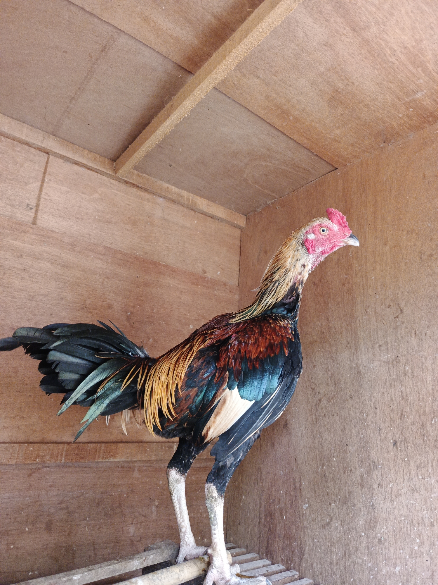 A rooster stands in a wooden enclosure. The rooster has a red comb and wattle, a long neck with gold and black feathers, and blue iridescent feathers on its breast. Its tail feathers are black. The rooster's legs are white and scaly. It is standing on a wooden slat floor. The enclosure is made of light brown plywood. The location of the photograph is Lhokseumawe, Indonesia.