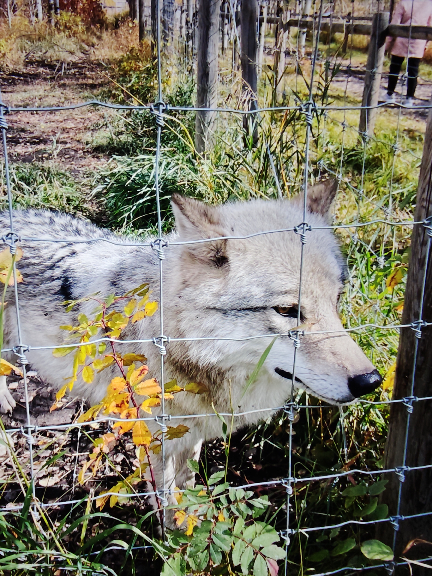 A medium shot captures a wolf's head and upper body behind a wire fence. The wolf has light gray fur with darker markings on its back and ears. Its eyes are brown and its nose is black. The background shows a wooded area with trees and fallen leaves, suggesting an autumn setting. A person in a pink jacket and black pants is visible in the distance, behind the fence. The scene appears to be an enclosure, possibly at a zoo or wildlife park, located in Calgary, Canada. The image is a photograph taken outdoors during daylight.