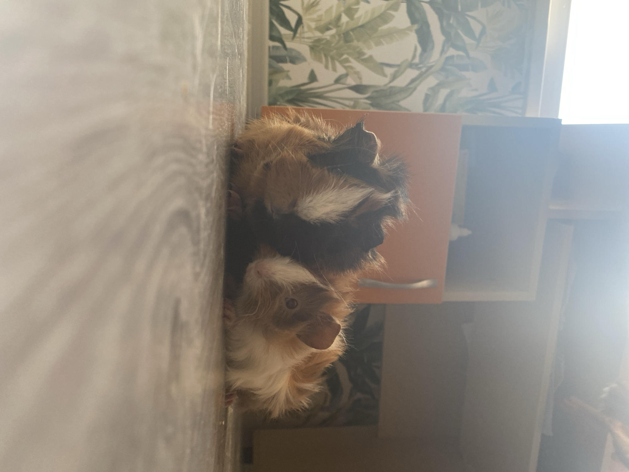 Two guinea pigs are resting on a wooden floor. The guinea pig on the left is larger and appears to be an adult, with dark brown, black, and white fur. The guinea pig on the right is smaller, likely a juvenile, and has light brown and white fur. The background shows a wallpaper with a tropical plant pattern and an orange cabinet. The image is illuminated by natural light coming from the left. The scene is indoors, and no specific location in Blagoevgrad, Bulgaria can be identified from the visual information provided.