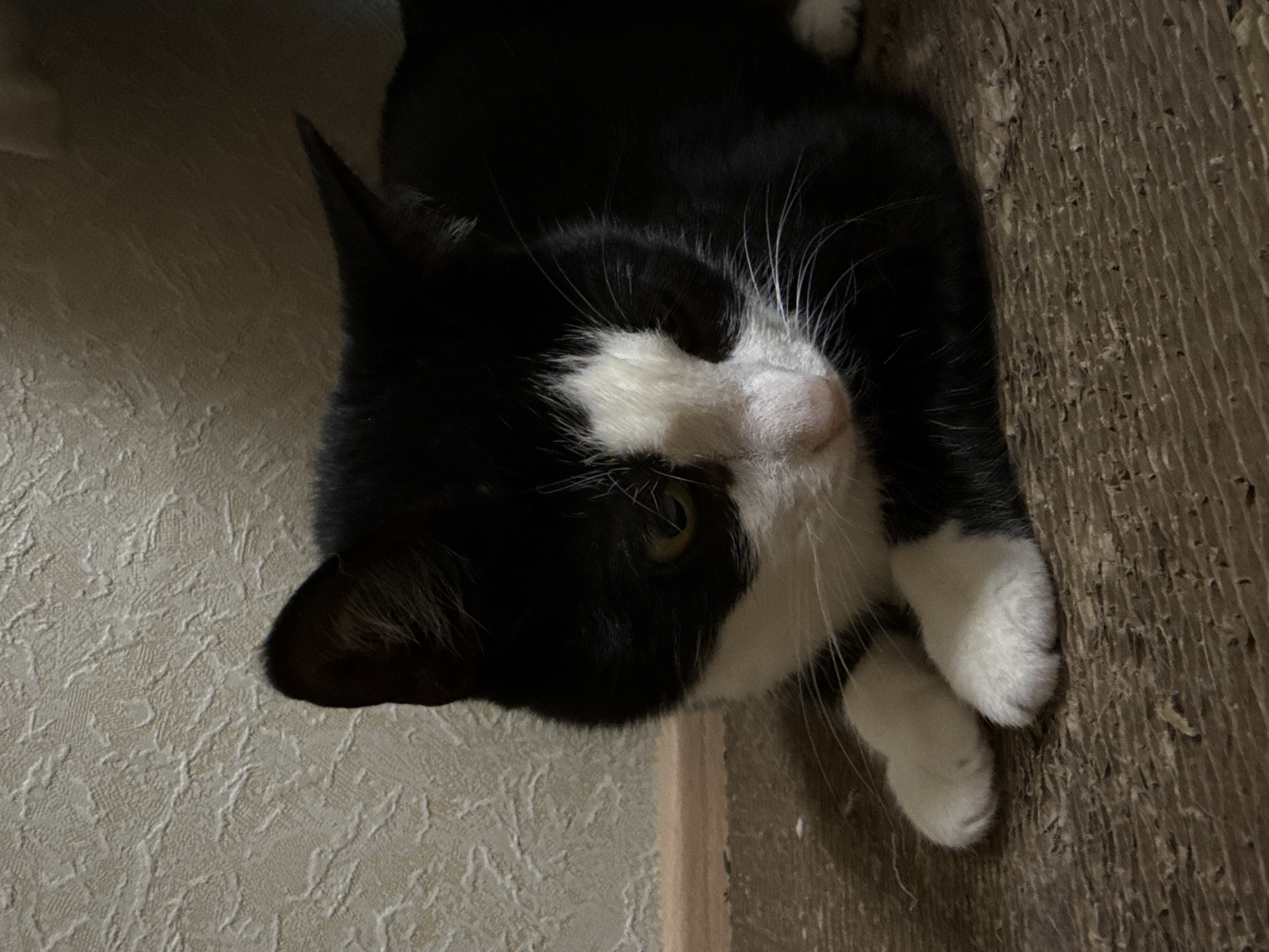 A black and white cat is lying down on a textured brown surface. The cat's head is turned to the right, with its eyes partially closed. Its front paws are tucked underneath its chest. The background consists of a textured wall and a wooden baseboard. The scene is lit by artificial light, casting shadows on the wall and the cat. This image was taken in Reppolovo, Russia.