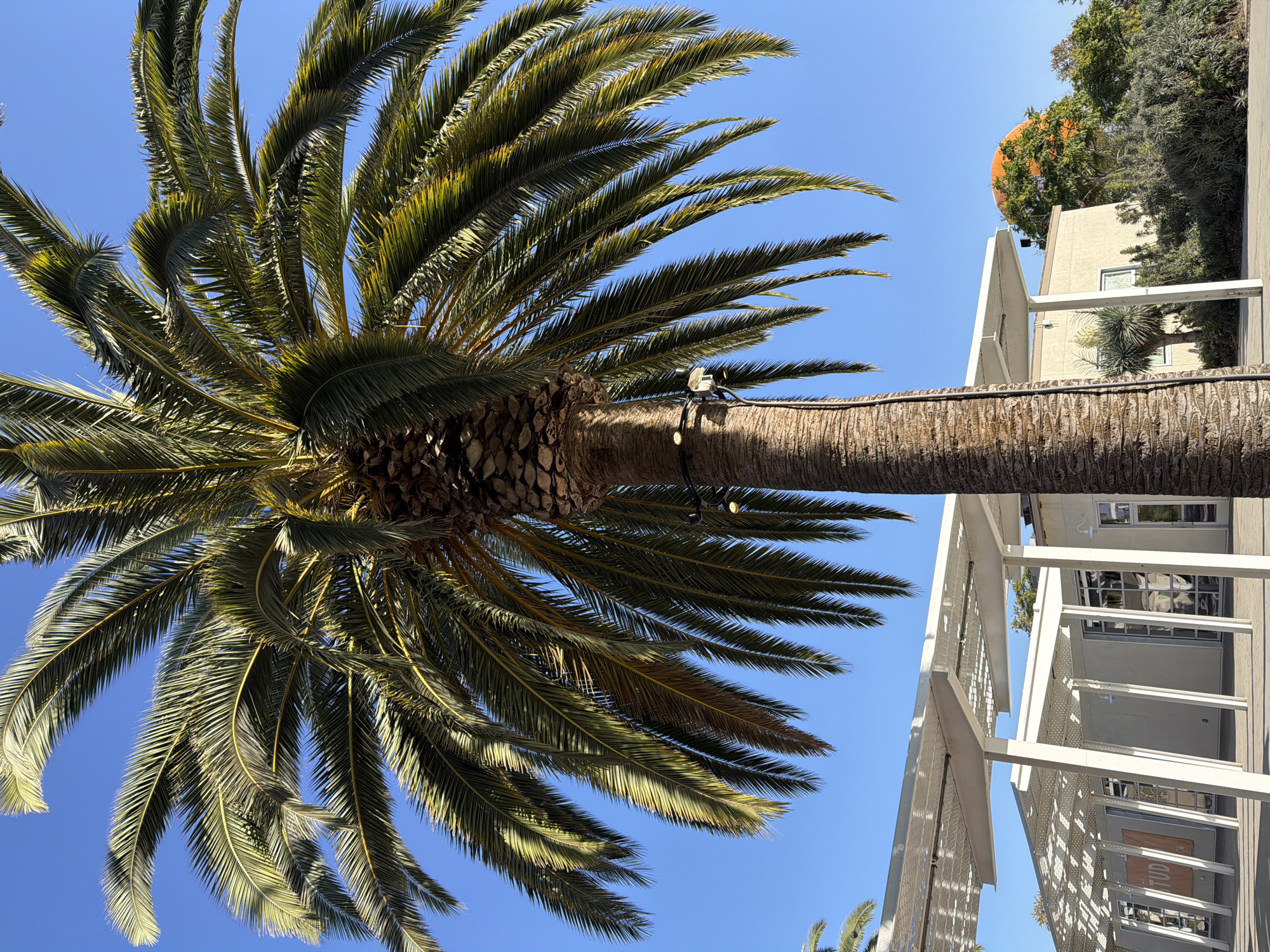 The image, captured on a clear day in Irvine, United States of America, features a prominent palm tree with lush green fronds against a bright blue sky. The trunk of the palm tree is textured and brown, with a string of small lights attached to its side. In the background, a modern white building with a perforated roof structure is visible, along with a glimpse of more greenery and a distant orange spherical structure. The scene appears to be an outdoor area, possibly a public space or park, given the architectural style of the building and the presence of the palm tree. The lighting suggests it is daytime, with shadows cast on the ground. There are no people visible in the image.