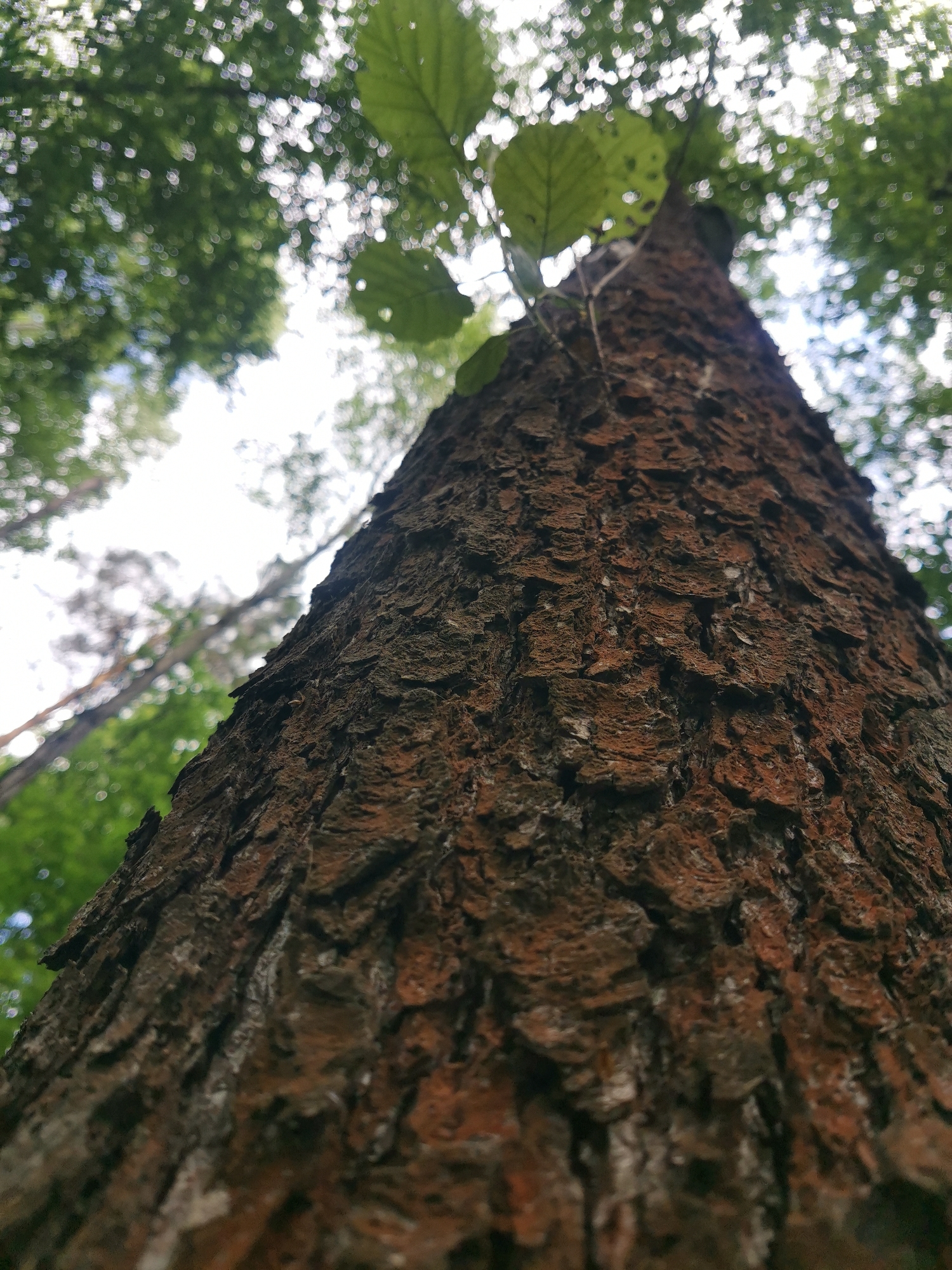A low-angle, extreme close-up shot focuses on the rough, textured bark of a tree trunk. The bark is a reddish-brown color with deep crevices and rough patches, suggesting maturity. A few green leaves sprout from the top of the visible trunk, reaching towards a blurred canopy of green leaves and bright sky in the background. The image creates a sense of looking up from the base of a large tree in a forest or park. The lighting is natural and diffused, indicating it was taken during the day. There are no people or man-made objects visible in the frame.