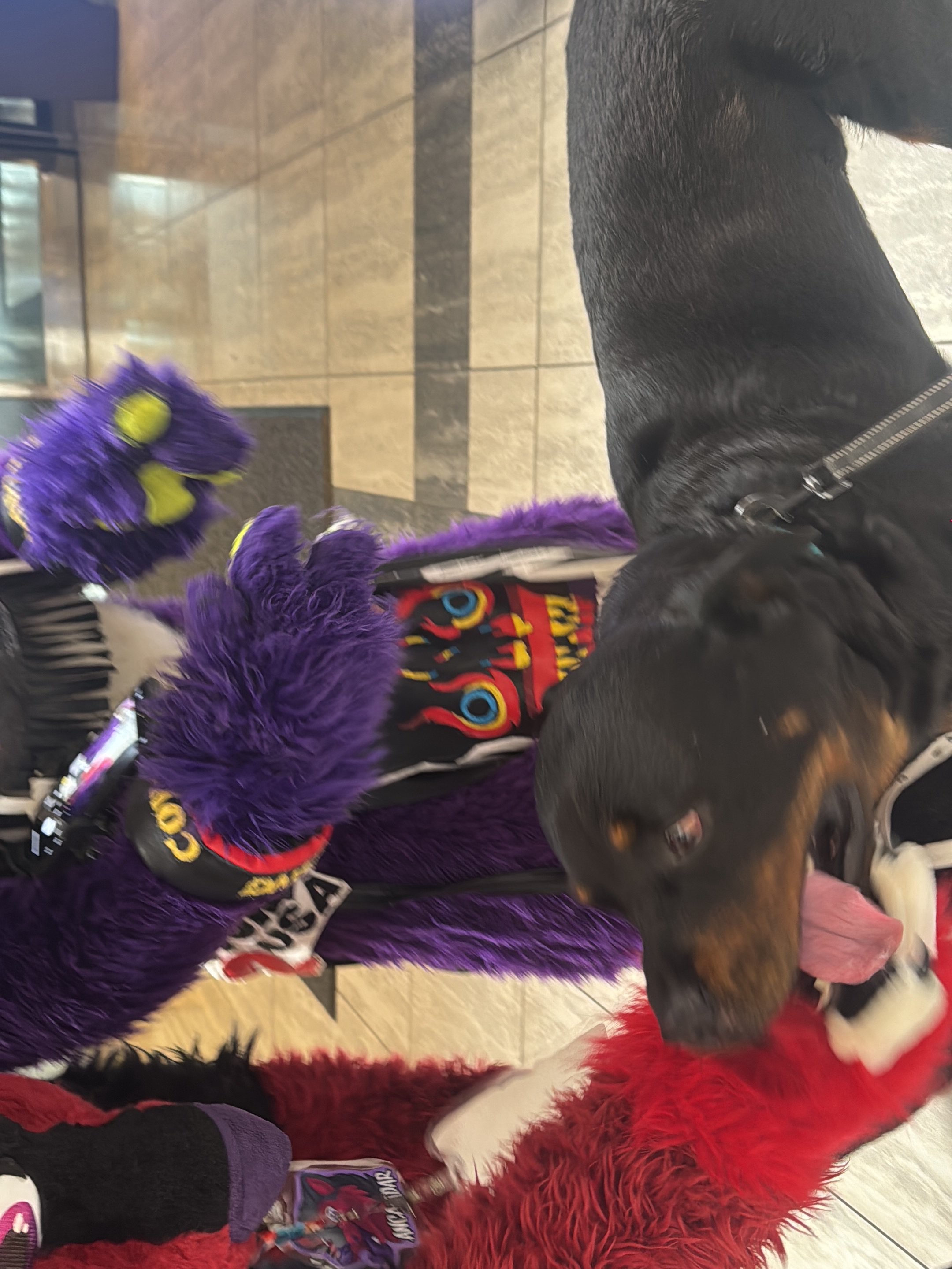 A furry convention participant wearing a partial fursuit in purple and red with a black and red headpiece interacts with a Rottweiler dog. The dog is on a leash and appears to be licking or sniffing the red portion of the fursuit. The location appears to be indoors, possibly in a convention center or hotel based on the tiled flooring and wall coverings. There's merchandise scattered around the base of the fursuit. The wristband on the fursuit reads 'CON'. It is in Atlanta, United States.