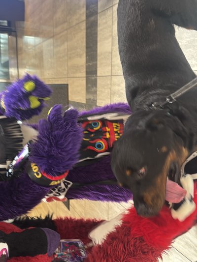 A furry convention participant wearing a partial fursuit in purple and red with a black and red headpiece interacts with a Rottweiler dog. The dog is on a leash and appears to be licking or sniffing the red portion of the fursuit. The location appears to be indoors, possibly in a convention center or hotel based on the tiled flooring and wall coverings. There's merchandise scattered around the base of the fursuit. The wristband on the fursuit reads 'CON'. It is in Atlanta, United States.