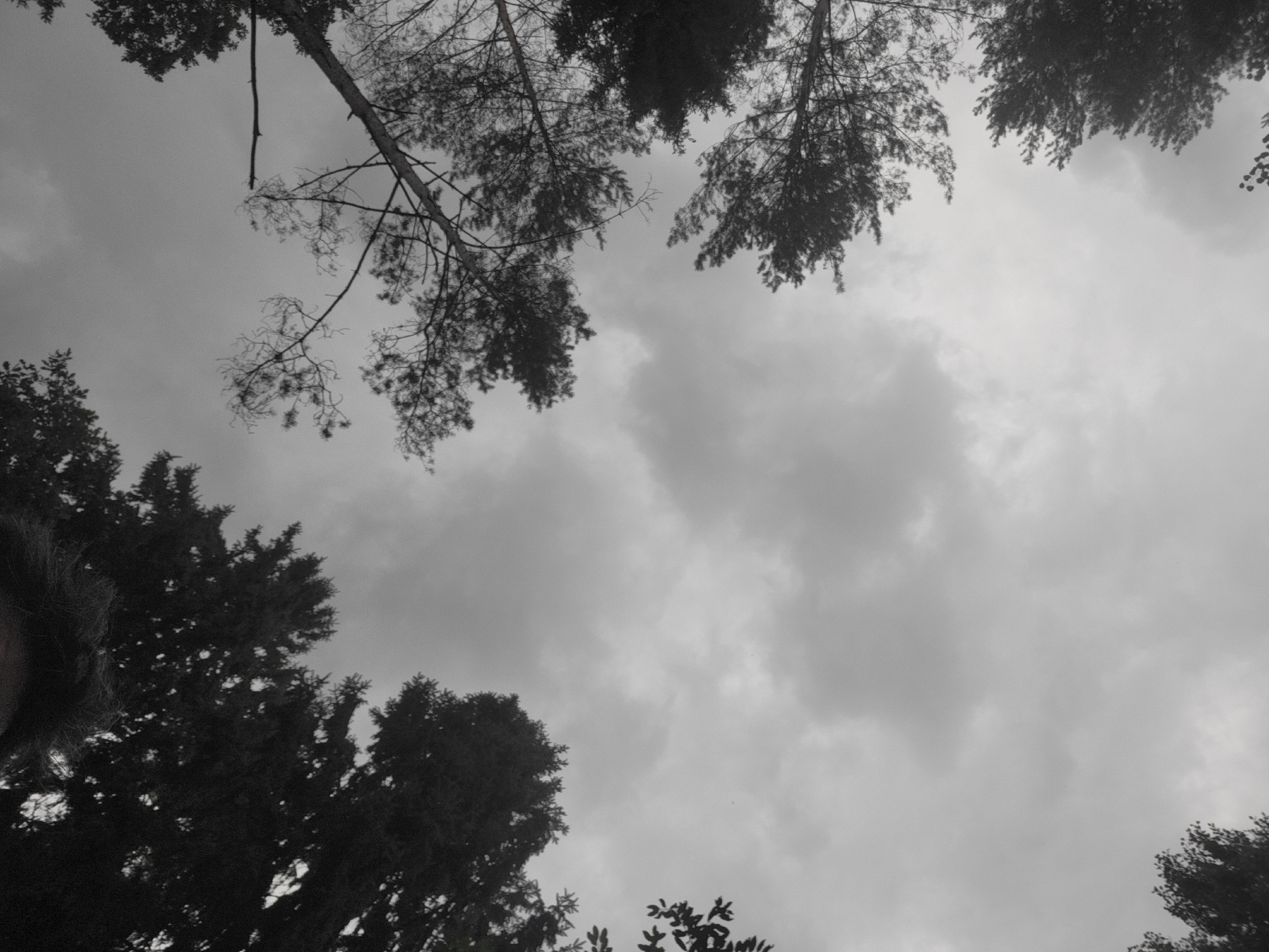 This is a medium-shot, black and white, outdoor photograph taken from a low angle looking upwards towards a cloudy sky. The sky is filled with dense, grey clouds. The foreground is dominated by the dark silhouettes of trees, appearing to be pine trees, with their branches reaching towards the sky. Some of the branches are bare, while others have foliage. The trees frame the sky, creating a sense of enclosure. The image appears to have been taken in an area with a significant number of trees, possibly a park or a forest edge within the city of Jelgava, Latvia, given the context provided. No people or specific actions are depicted. The overall mood of the image is somber and overcast.