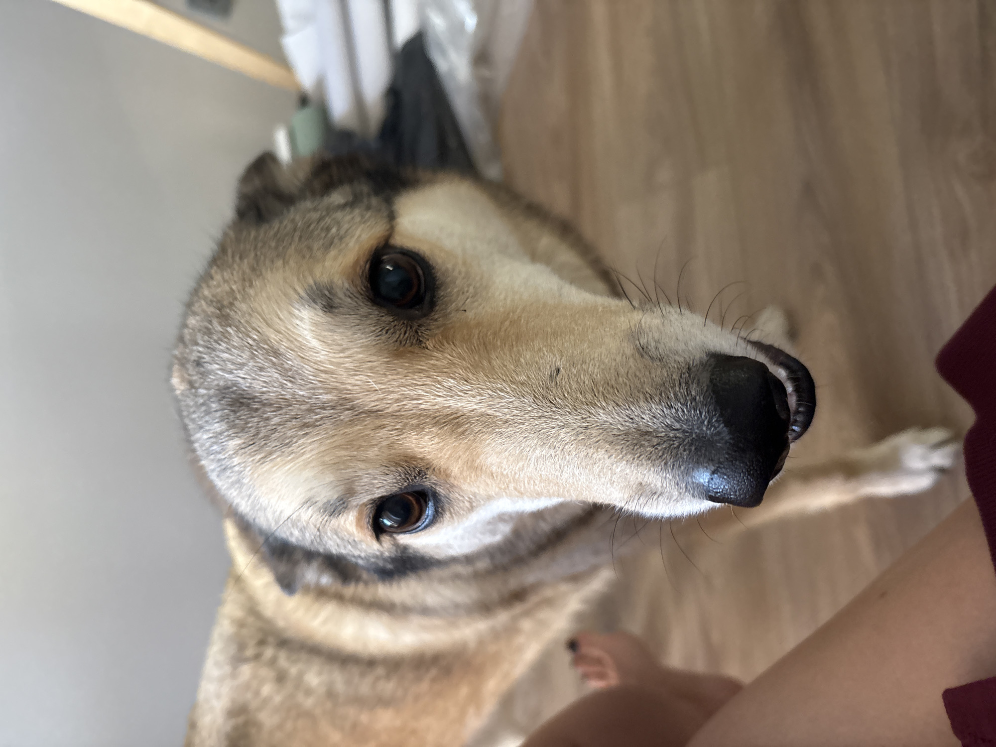 A tan and grey dog with a black nose is looking up at the camera. The dog is indoors, standing on a wooden floor. A person's foot and leg are visible on the right. A wall is visible in the background. The image does not contain any information to identify Krasnoyarsk, Russia, or to infer its location.