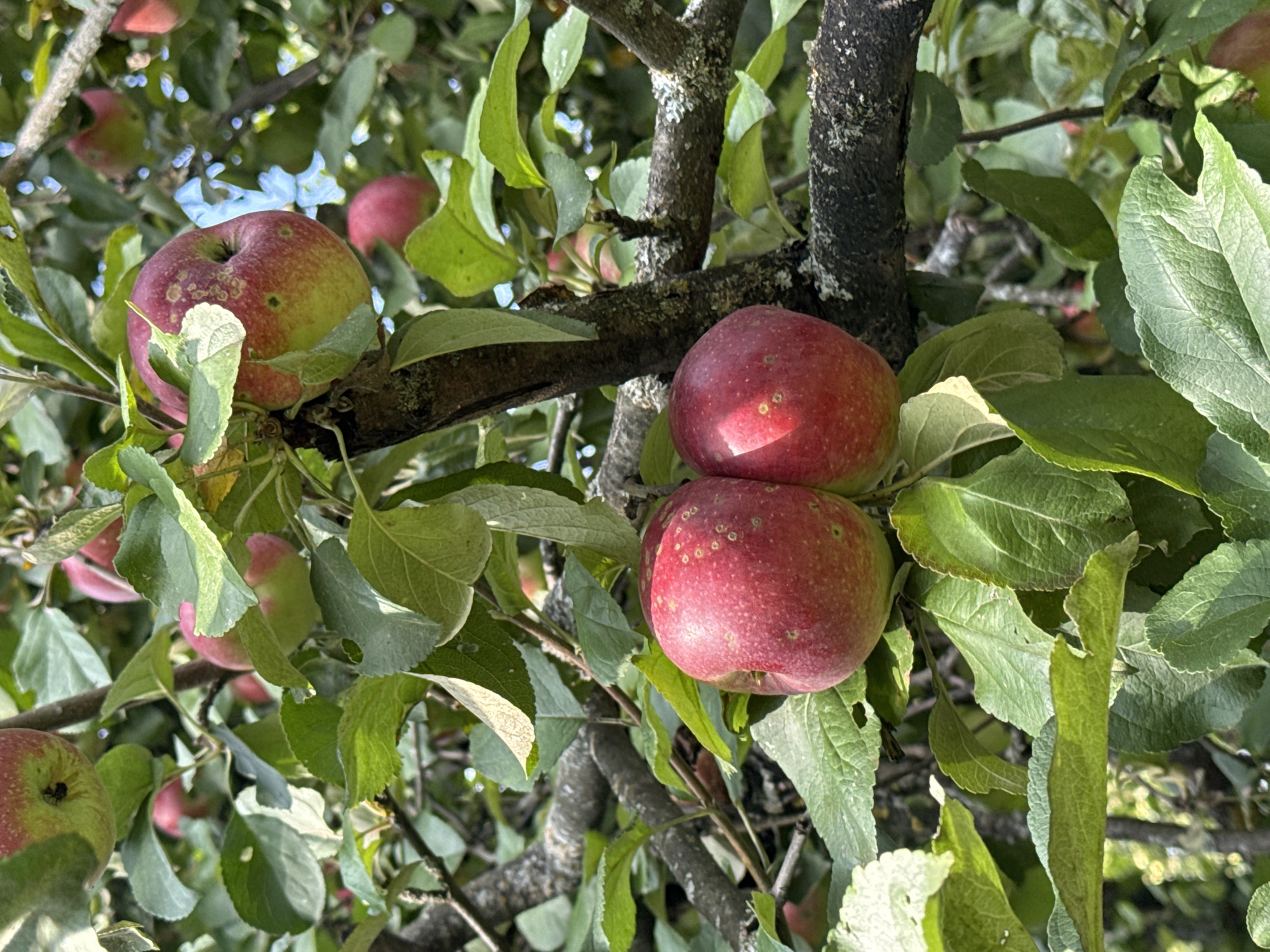 In the city of Энергетик-2 SNT, Russia, ripe apples are visible hanging from tree branches. The apples are predominantly red with some green and yellow hues, and appear to be in various stages of ripeness. Some apples show slight imperfections such as small spots. Lush green leaves surround the fruit, and the tree branches are textured and covered in lichen. The background suggests an outdoor setting with foliage and possibly other trees. The lighting indicates it is daytime, with sunlight filtering through the leaves.