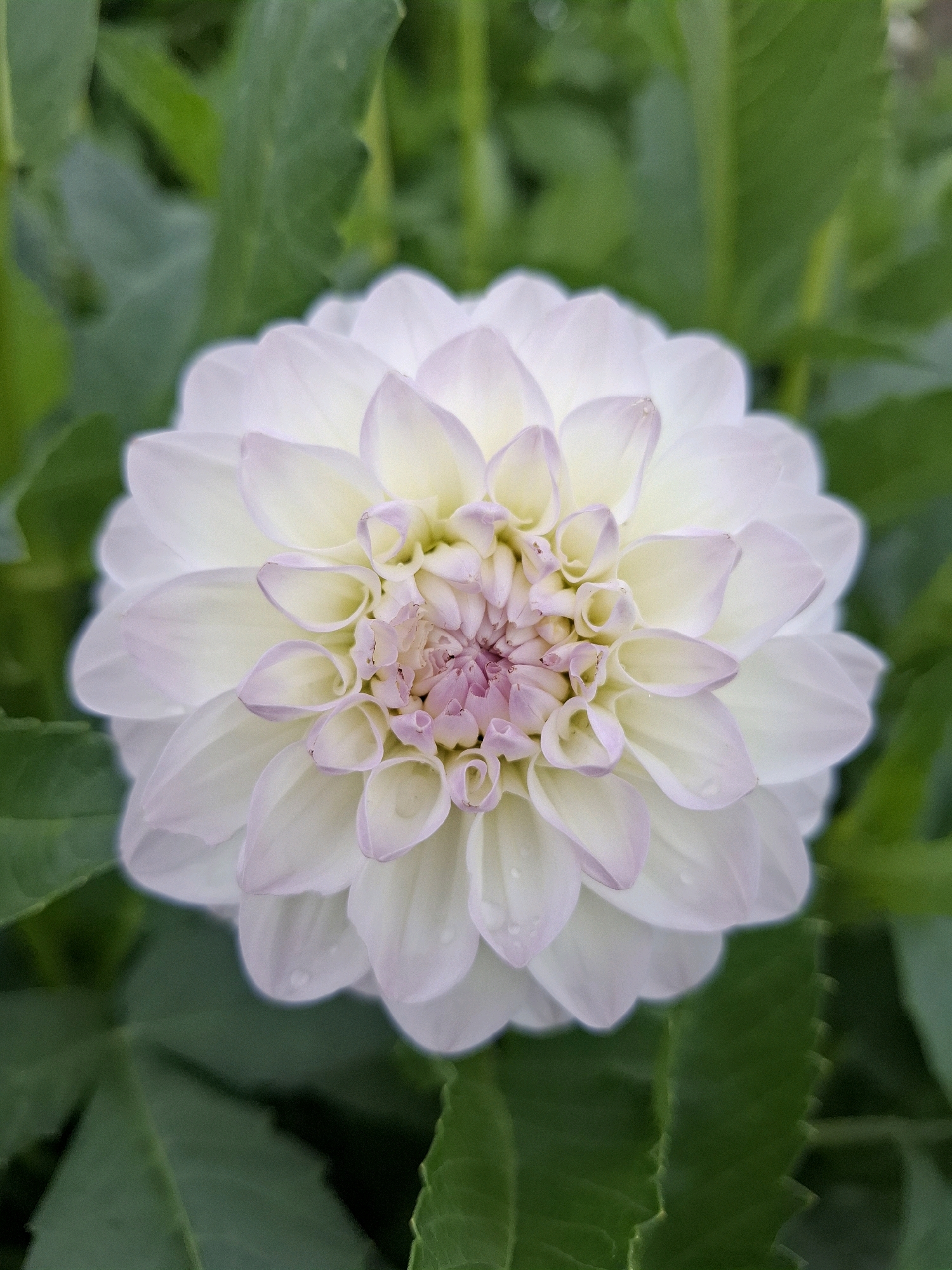 The image is a close-up, top-down view of a white dahlia flower with hints of pink and yellow at its center. The flower is in full bloom, with numerous layered petals arranged in a circular pattern. The petals are slightly translucent and have delicate edges, some with a faint pink blush. Tiny water droplets are visible on some of the outer petals, suggesting recent rain or dew. The background consists of out-of-focus green leaves, creating a natural, garden setting. There are no people or man-made objects visible in the image. The scene is devoid of any specific context that would allow for an inference about its location in the city of Romantik, Russia.