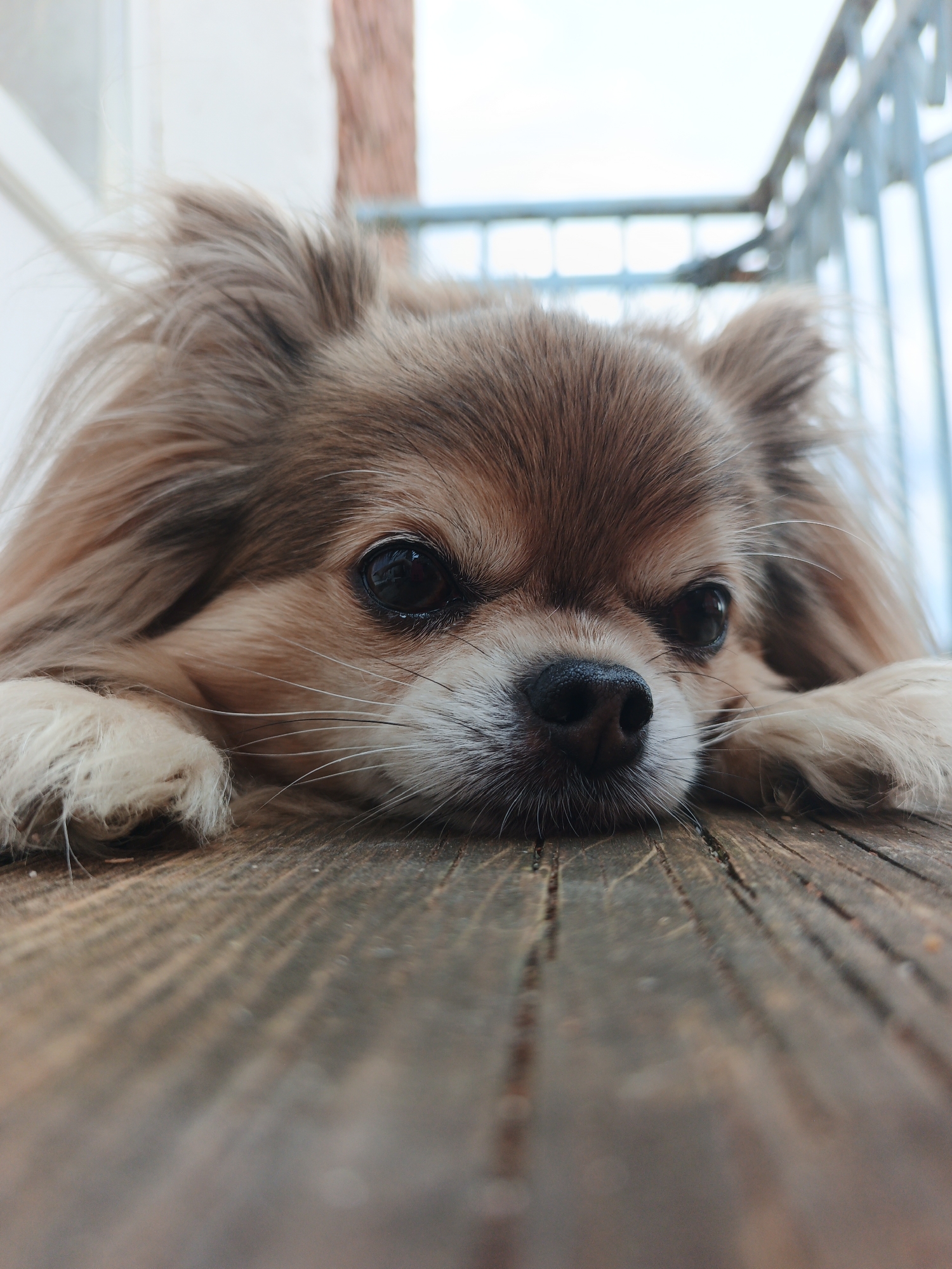 A long-haired Chihuahua with a tan and white coat rests its head on a weathered wooden surface, its eyes gazing forward. The dog's paws are visible, resting on the wood. The background is blurred, showing a light-colored wall, a brick structure, and a metal railing, suggesting an outdoor setting, potentially a balcony or porch. The image is captured from a low angle, emphasizing the dog's face and its proximity to the wooden planks. The scene does not contain any elements that can be used to determine its location within Medvedyovka, Russia.