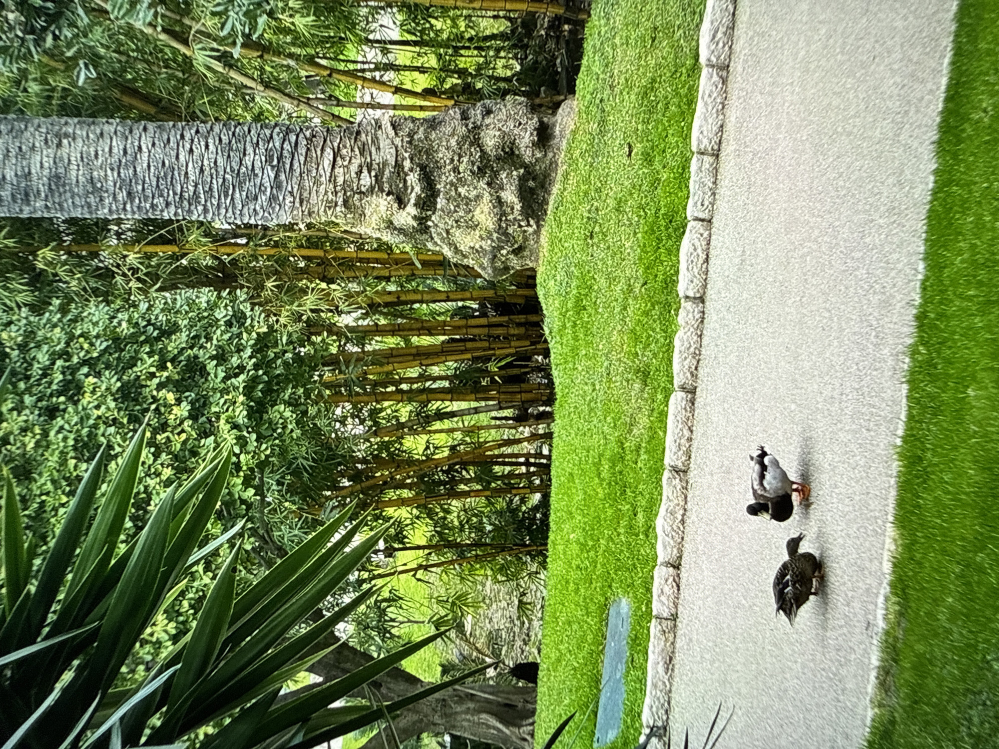 Two ducks stand on a light gray concrete path bordered by green grass. The path is edged with light-colored stone blocks. Lush green vegetation, including bamboo, a palm tree trunk, and spiky plants, frames the scene. The location is suspected to be in Sofia, Bulgaria.