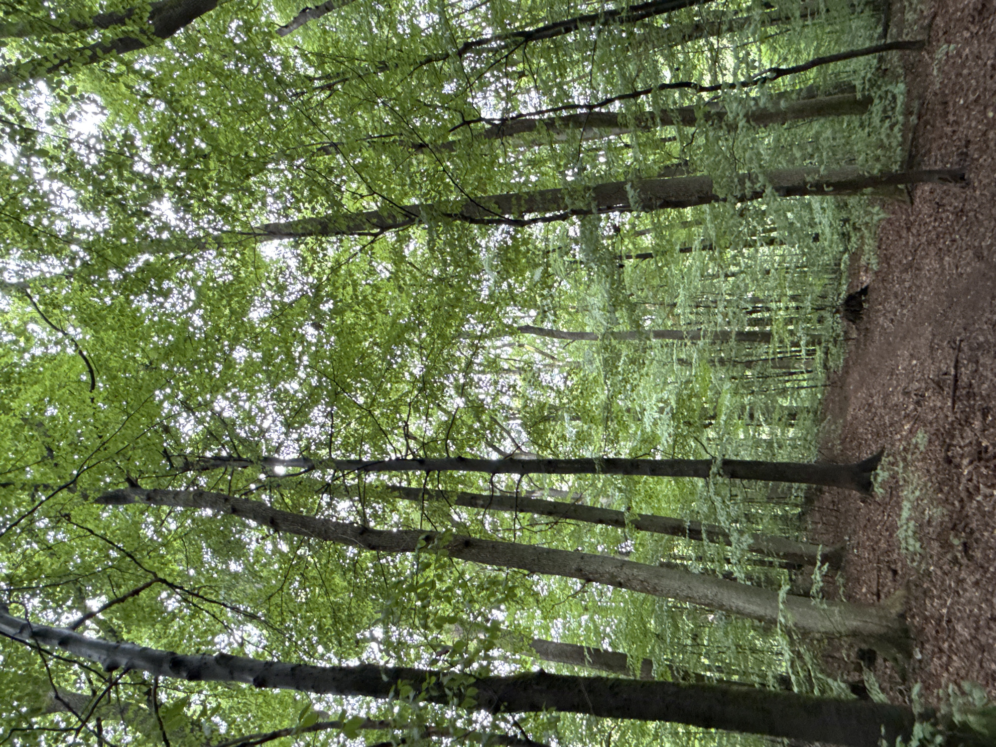 The image depicts a dense forest with tall deciduous trees, likely beech trees, common in the Harz mountain region. The canopy is lush and green, allowing dappled sunlight to filter through. The forest floor is covered with fallen leaves, indicating an autumn or late summer setting. A narrow dirt path winds through the trees, suggesting a hiking trail. The scene is tranquil and natural, with no visible people or man-made structures. This forest is located in the vicinity of Bad Sachsa, Germany, a town known for its natural beauty and surrounding woodlands.