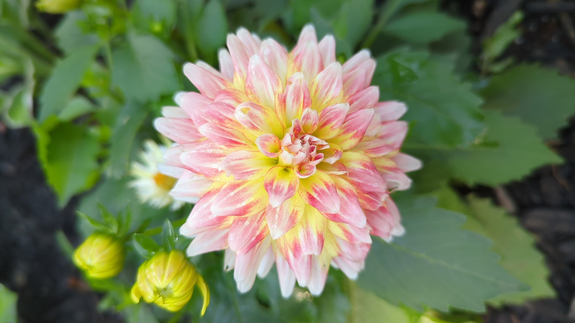 A close-up, top-down view of a blooming dahlia flower with pale pink and yellow petals. The flower is in the center of the frame, with its petals radiating outwards. Several green leaves are visible around the flower, and two yellow dahlia buds are in the upper left corner. The background is blurred, showing dark soil and more greenery. The lighting suggests it is daytime, likely outdoors. No people or man-made structures are visible. This scene is consistent with a garden setting, such as those found in Montreal, Canada.