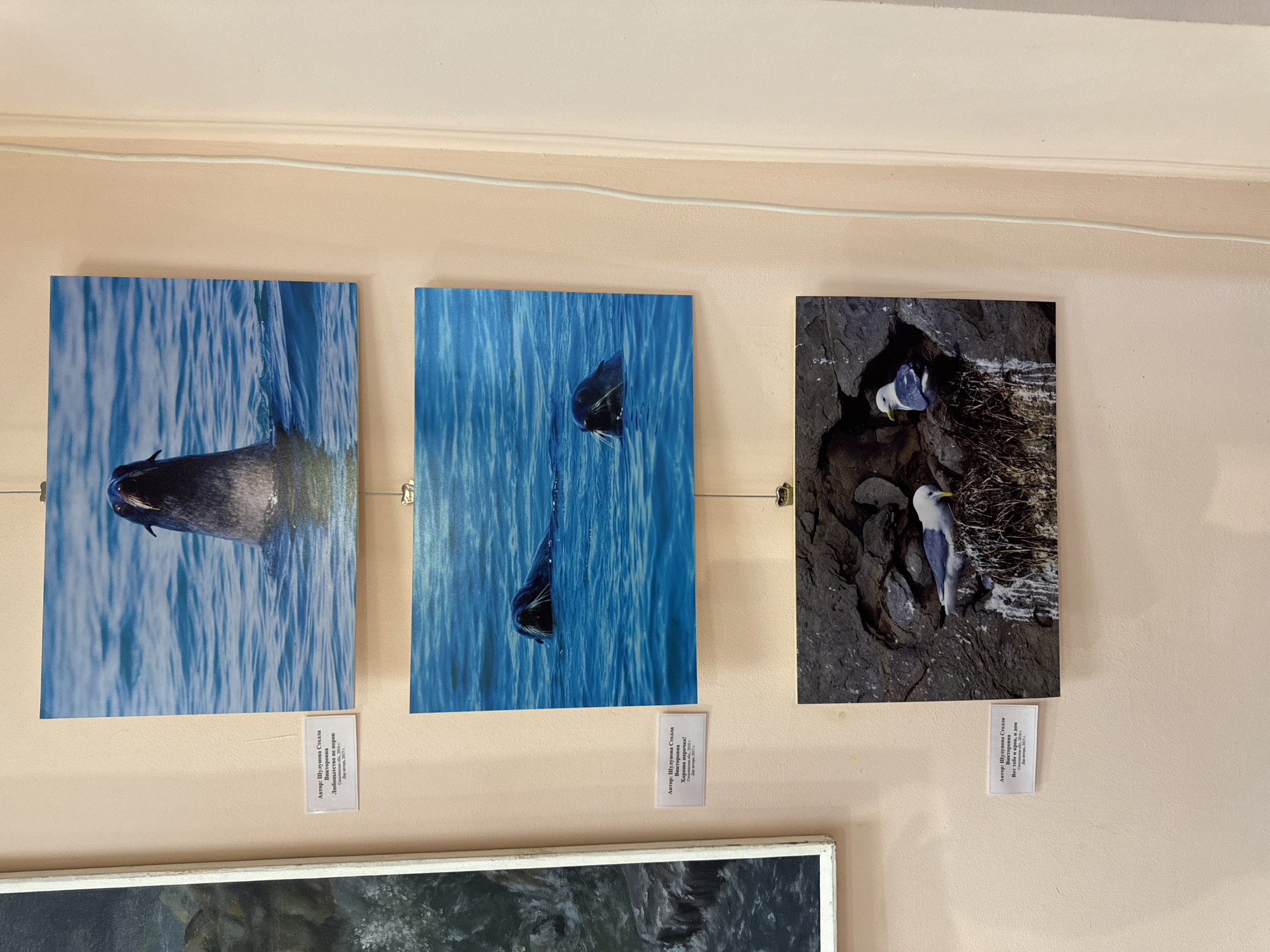 The image shows a wall displaying three framed photographs of marine wildlife. The photographs are arranged vertically. The first photograph at the top depicts a seal emerging from blue water, with its head and neck visible. Below it, the second photograph shows two seals swimming in blue water, their heads and upper bodies visible. The third photograph at the bottom features two seagulls nesting on a rocky ledge. Small white labels are affixed to the wall below each of the top two photographs, containing text in Russian, likely identifying the artist, title, and location. The wall is a pale peach color. To the left of the photographs, a portion of a framed painting is visible, depicting rocks and water. A white cord runs vertically along the right side of the image, attached to the wall. There are no people visible in the scene. The provided text on the labels indicates the location of the photographs is Poronaysk, Russia.