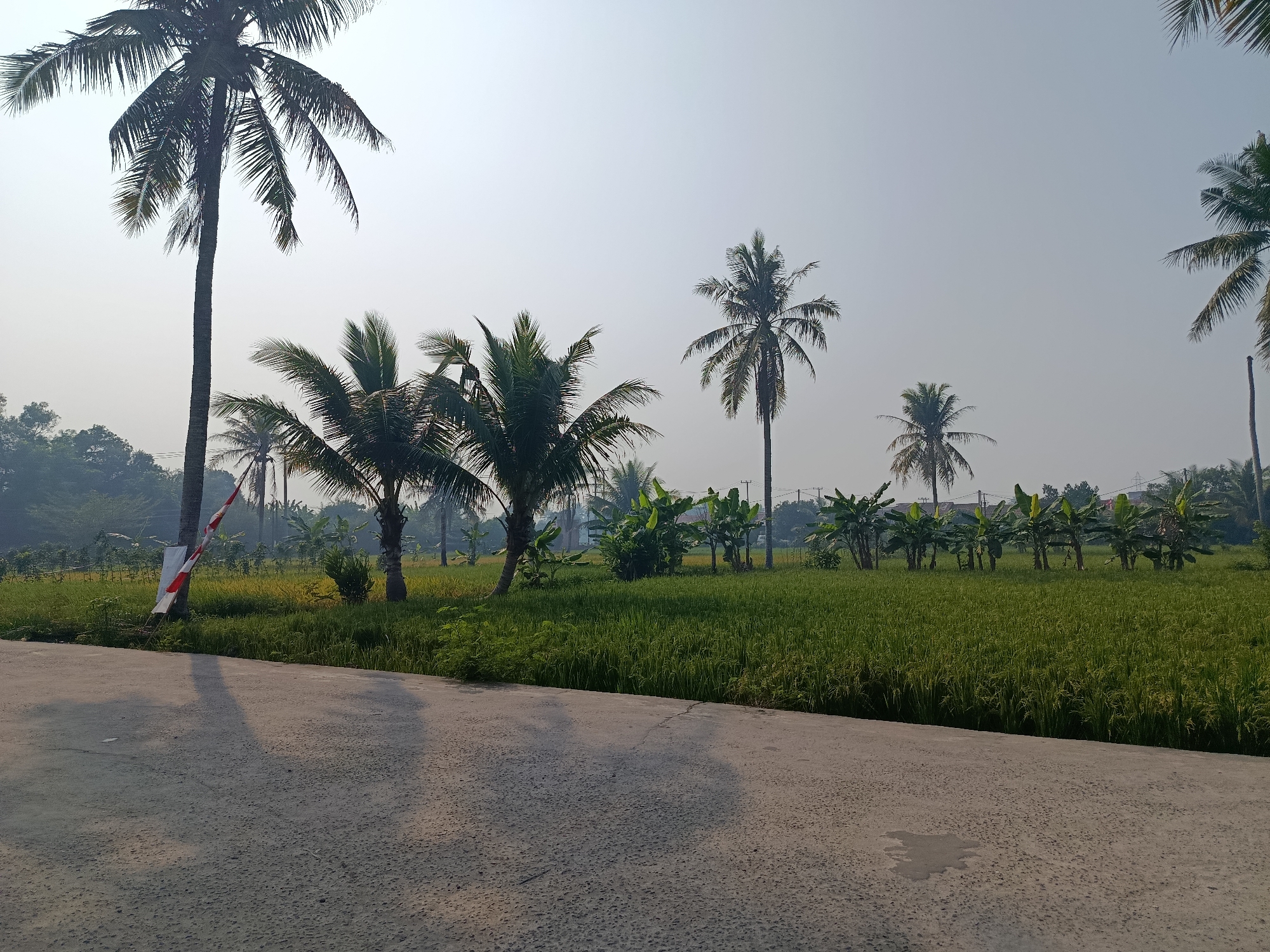 The image depicts a rural landscape scene with a focus on agricultural land and vegetation. In the foreground, a paved road runs diagonally from the bottom left corner towards the right side of the frame. The road surface is rough and textured, with shadows cast by unseen objects. To the right of the road, a vibrant green rice paddy extends into the distance, with rows of rice plants clearly visible. Behind the rice paddy, a line of banana trees with their characteristic large leaves forms a distinct border. Beyond the banana trees, several coconut palm trees are scattered throughout the scene, with their fronds reaching towards the sky. A tall coconut palm on the left side of the image has a red and white flag attached to its trunk. The background is a hazy sky, suggesting either early morning or late afternoon light. The overall impression is one of a serene, tropical agricultural environment. This scene is typical of the rural areas surrounding Palembang, Indonesia, where rice cultivation and palm trees are common features of the landscape.