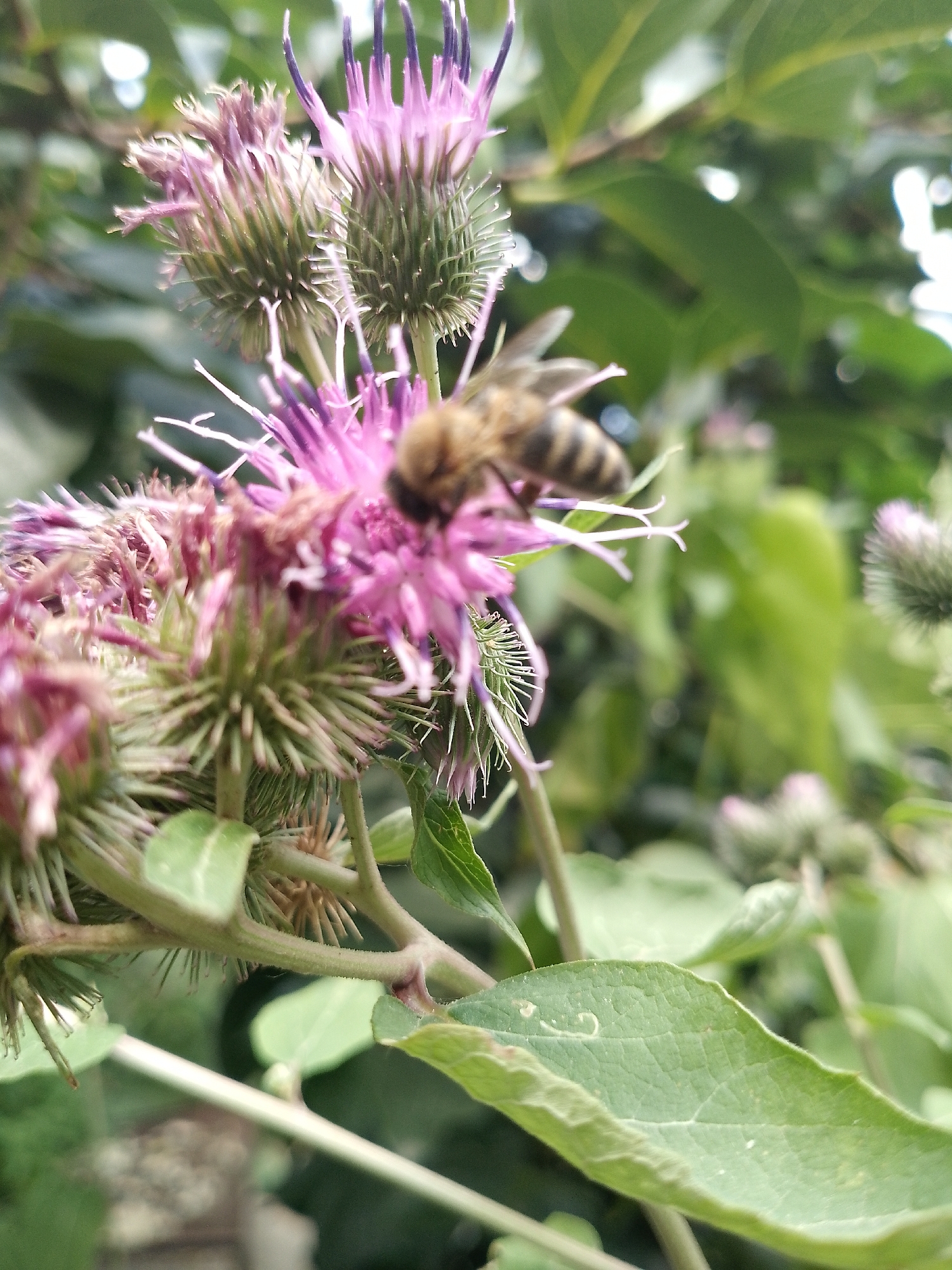 A bee with black and yellow stripes is shown in the foreground, positioned on a purple thistle flower. The bee is facing left and is partially obscured by the flower petals. The flower is prickly with thin, wispy petals. In the background, green leaves and other thistle plants are visible, with some bokeh effect indicating a shallow depth of field. The overall scene is outdoors, likely in a garden or natural setting.
