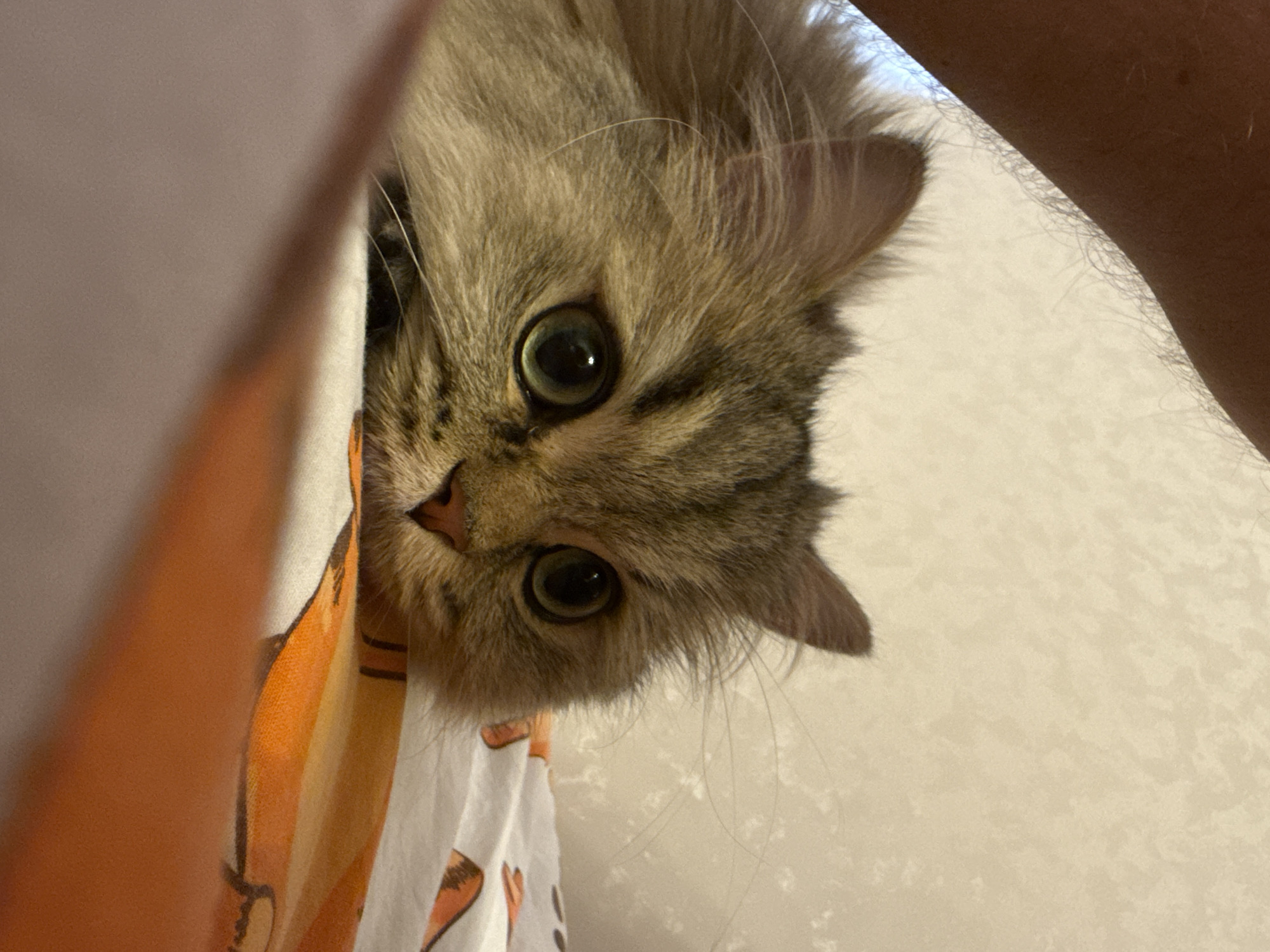 A close-up image shows a fluffy tabby cat peering downward. The cat has large, round green eyes and a small pink nose. Part of a patterned fabric with orange and white colors is visible near the cat. A light-colored arm with sparse hair is also in the frame. The background appears to be a plain, light-colored surface.
